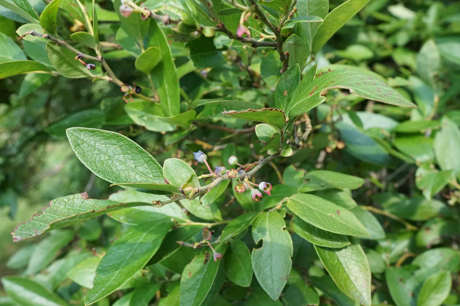 Highbush Blueberry (Vaccinium Corymbosum) — it produces an abundant crop of sweet blueberries in summer; adapting to USDA hardiness zones 3 through, image 91
