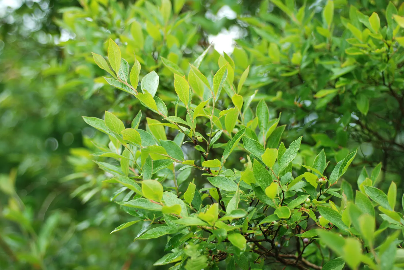 Highbush Blueberry (Vaccinium Corymbosum) — upright habit that provides structure and interest throughout the seasons.<br><br>During spring; for, image 75