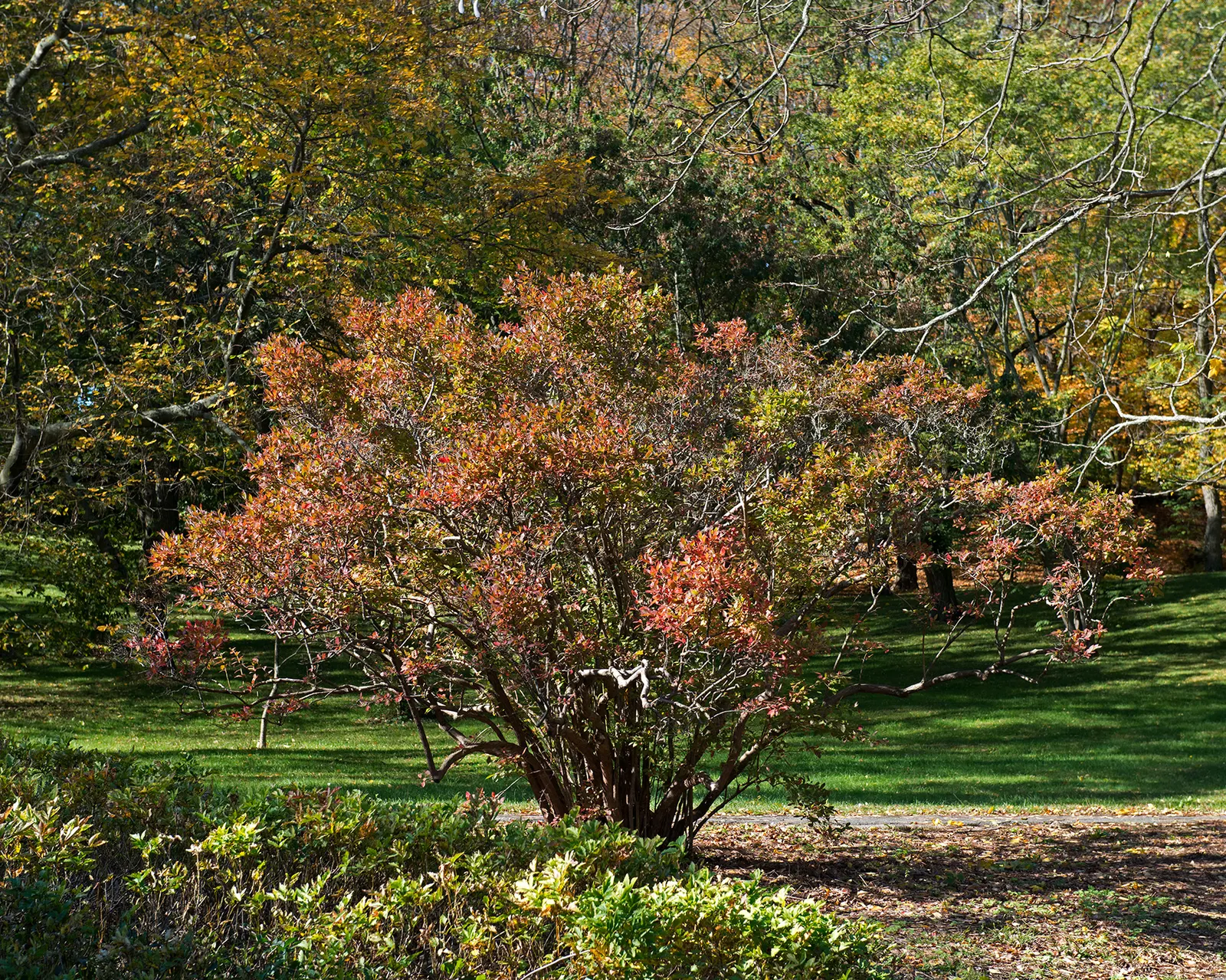 Highbush Blueberry (Vaccinium Corymbosum) — adapting to USDA hardiness zones 3 through 8; summer brings forth a bounty of sweet, juicy berries, each, image 84