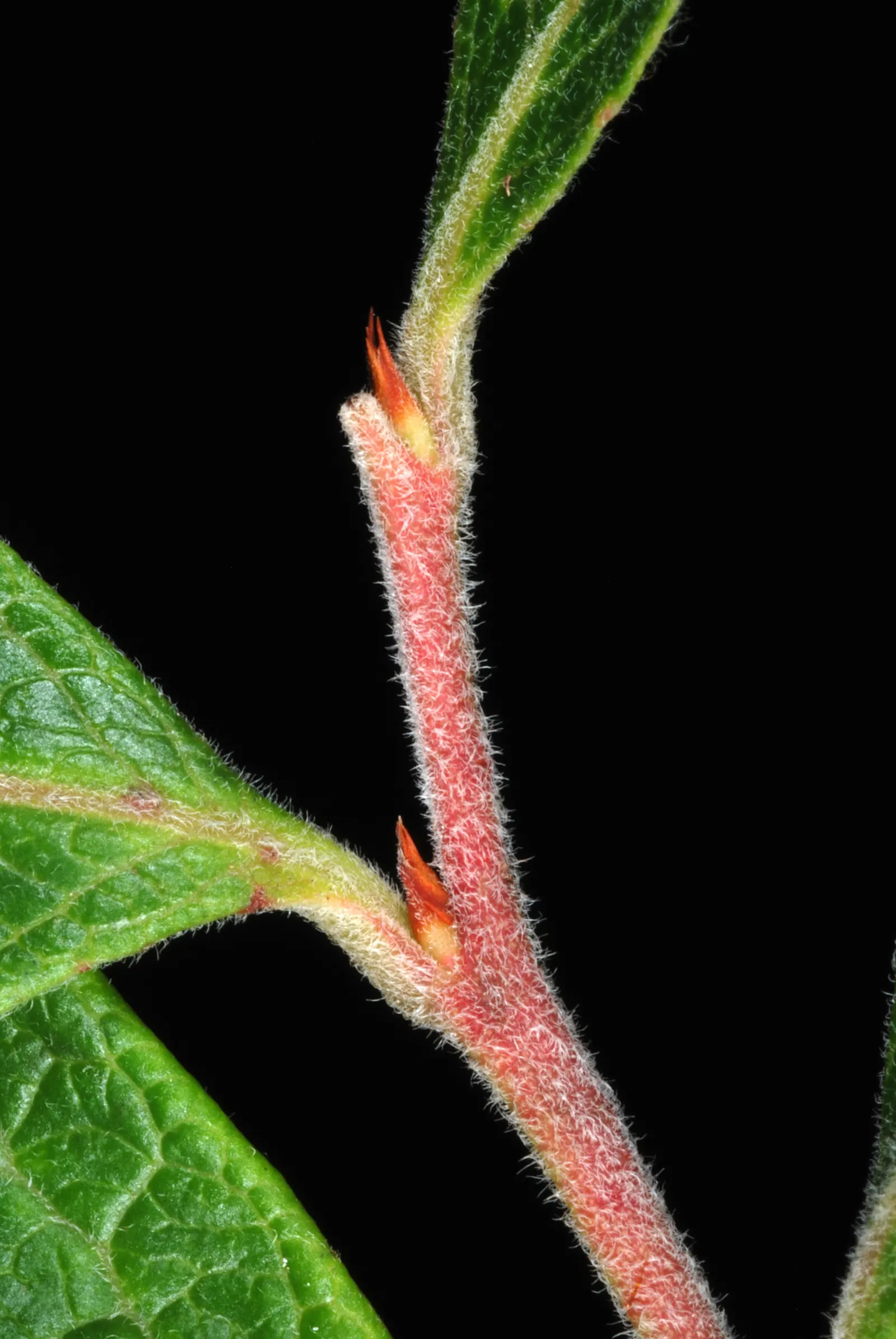 Highbush Blueberry (Vaccinium Corymbosum) — A wildlife attractant, it's perfect for edible landscapes and requires cross-pollination for optimal, image 93