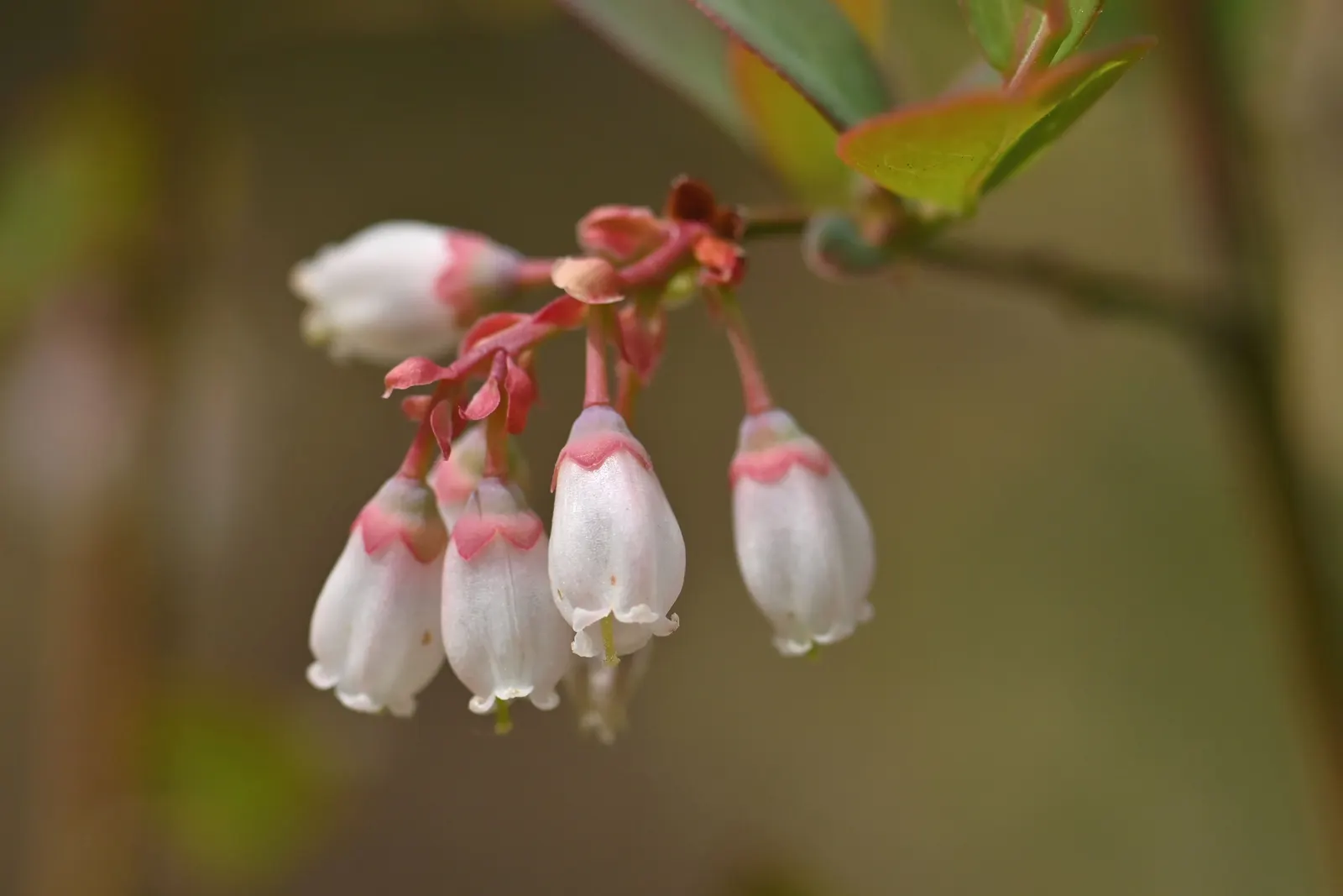 Highbush Blueberry (Vaccinium Corymbosum) — The blossoms not only add aesthetic appeal but are also a magnet for pollinators such as bees and, image 34