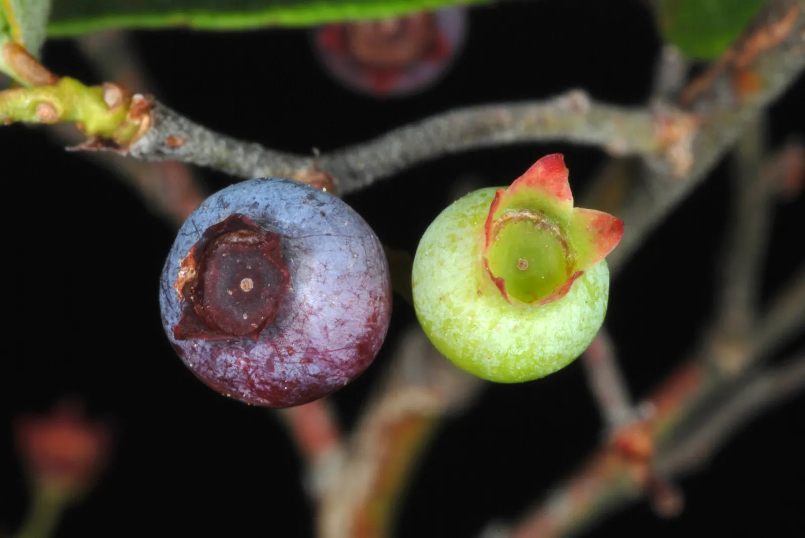 Highbush Blueberry (Vaccinium Corymbosum) — white flowers in the garden; a wildlife attractant, it's perfect for edible landscapes and requires, image 86
