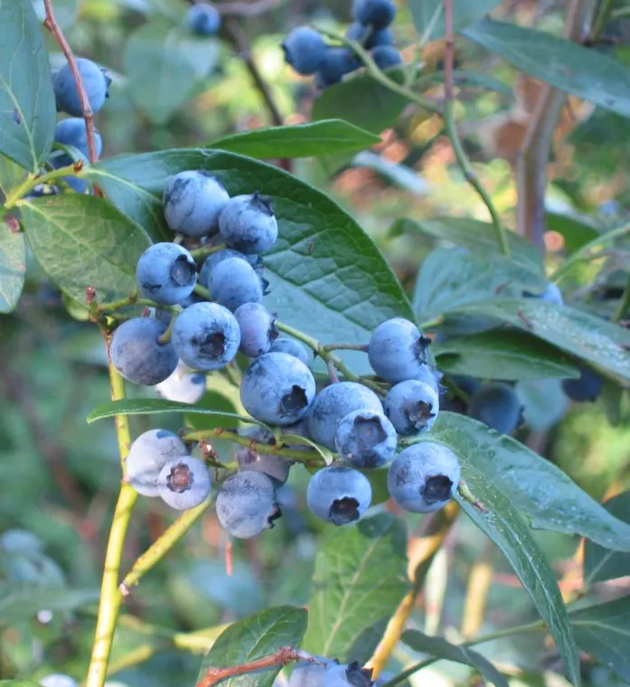Highbush Blueberry (Vaccinium Corymbosum) — this deciduous shrub exhibits a graceful; upright habit that provides structure and interest throughout the