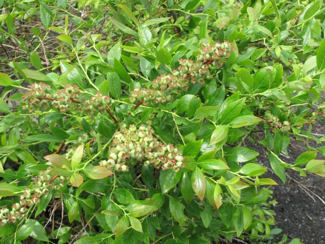 Highbush Blueberry (Vaccinium Corymbosum) — shrub for half; and can benefit from mulching to retain soil moisture and protect its shallow root