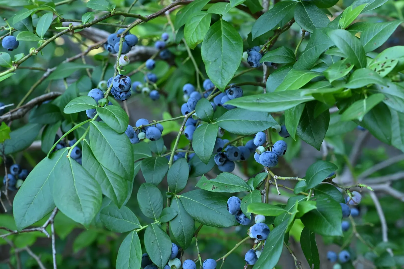 Highbush Blueberry (Vaccinium Corymbosum) — The plump fruits are not only a treat for the palate but also attract various bird species; standing at, image 58