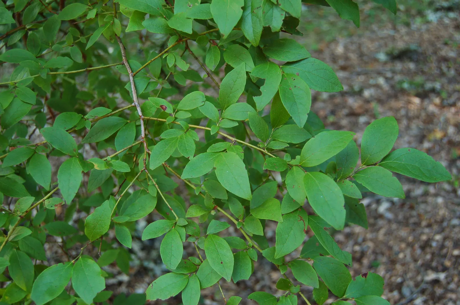 Highbush Blueberry (Vaccinium Corymbosum) — This hardy shrub is cold-tolerant; scientifically dubbed Vaccinium corymbosum