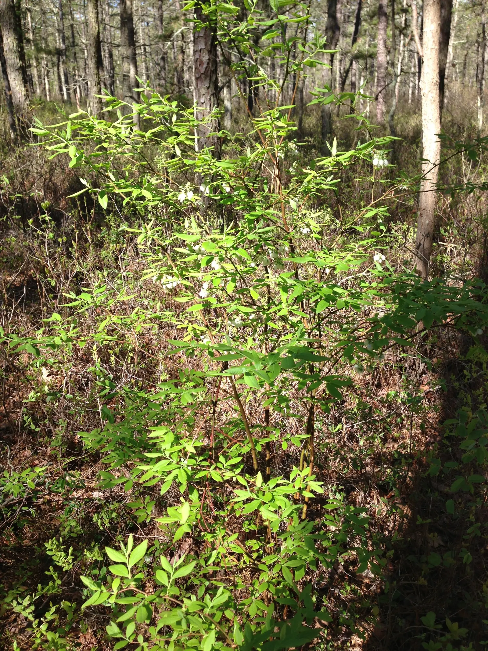 Highbush Blueberry (Vaccinium Corymbosum) — The plump fruits are not only a treat for the palate but also attract various bird species; standing at, image 80