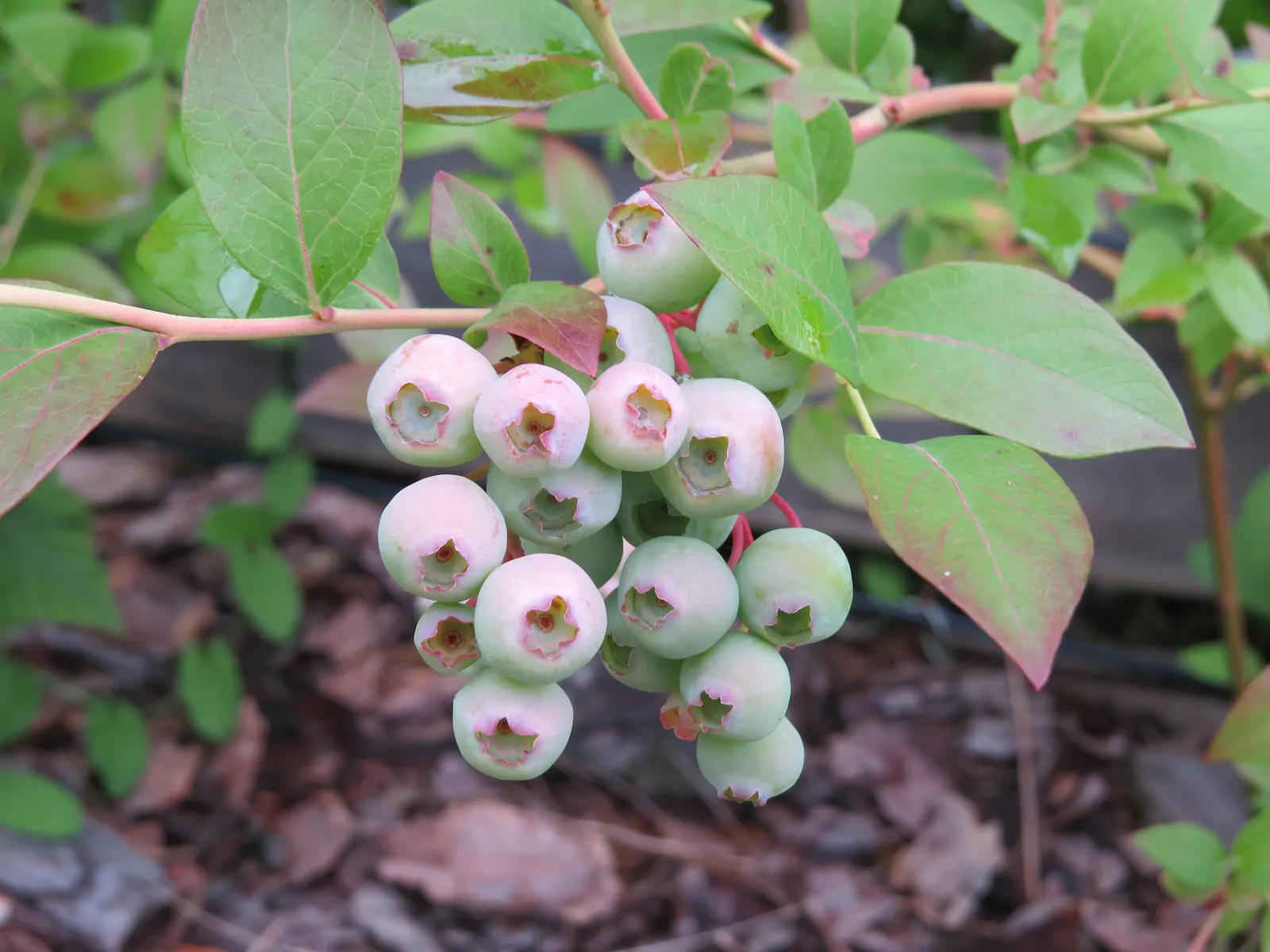 Highbush Blueberry (Vaccinium Corymbosum) — The Highbush Blueberry (Vaccinium corymbosum) is an upright, deciduous shrub standing at 6-12 feet, image 67