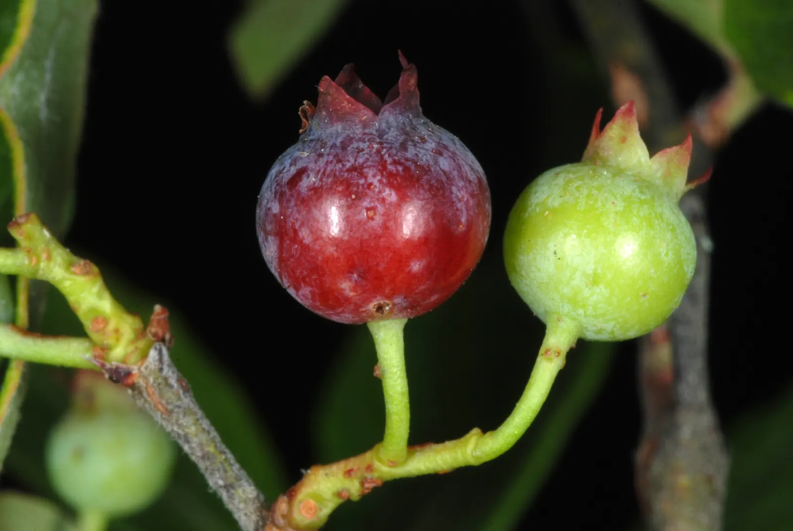 Highbush Blueberry (Vaccinium Corymbosum) — and can benefit from mulching to retain soil moisture and protect its shallow root system.<br><br><br>, image 85