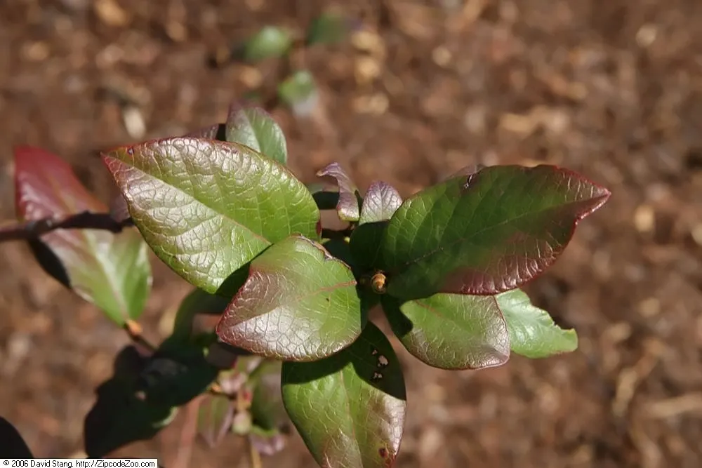 Highbush Blueberry (Vaccinium Corymbosum) — this deciduous shrub exhibits a graceful; upright habit that provides structure and interest throughout, image 74