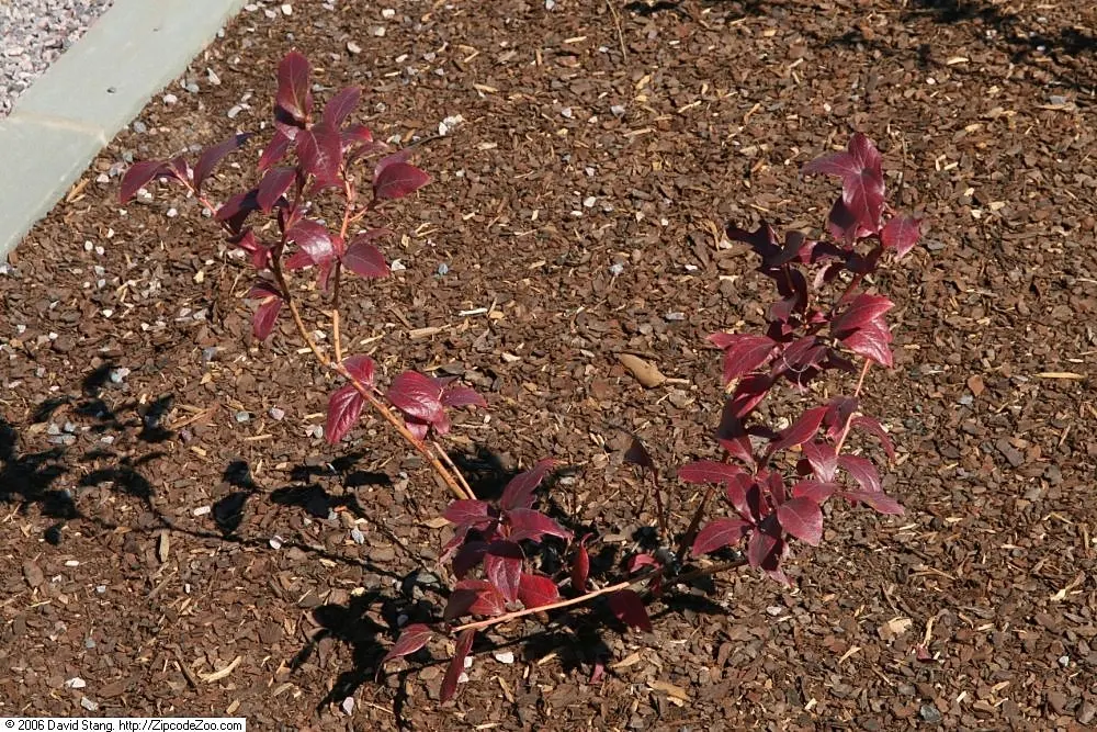 Highbush Blueberry (Vaccinium Corymbosum) — offering an extended season of color; the plump fruits are not only a treat for the palate but also, image 103