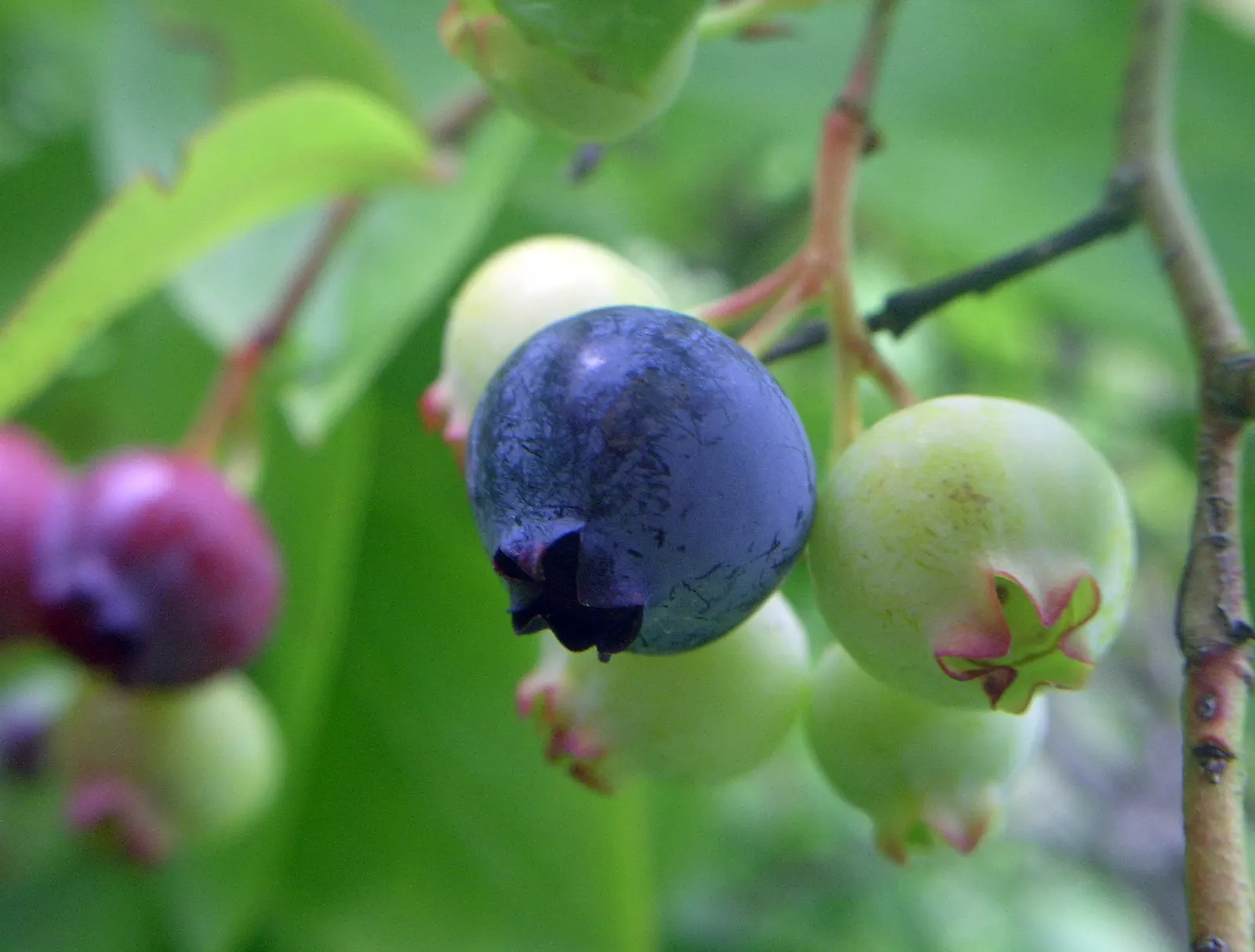 Highbush Blueberry (Vaccinium Corymbosum) — shrub with white blooms; the blossoms not only add aesthetic appeal but are also a magnet for pollinators such as