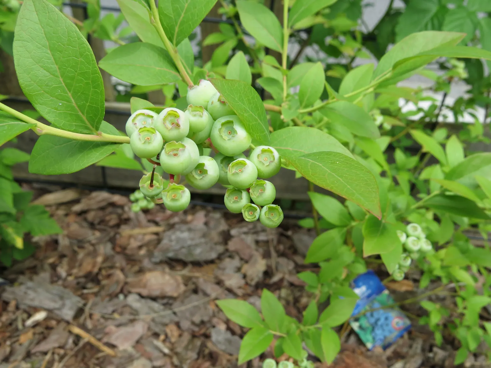 Highbush Blueberry (Vaccinium Corymbosum) — it produces an abundant crop of sweet blueberries in summer; adapting to USDA hardiness zones 3 through, image 69