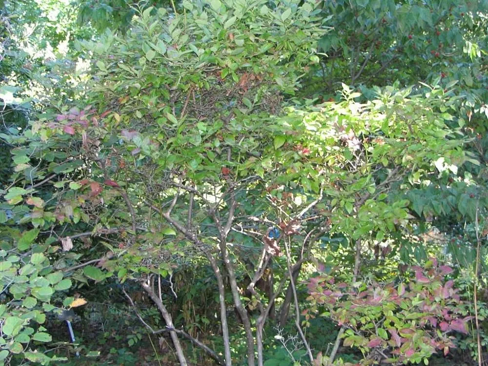 Highbush Blueberry (Vaccinium Corymbosum) — upright habit that provides structure and interest throughout the seasons.<br><br>During spring; for successful