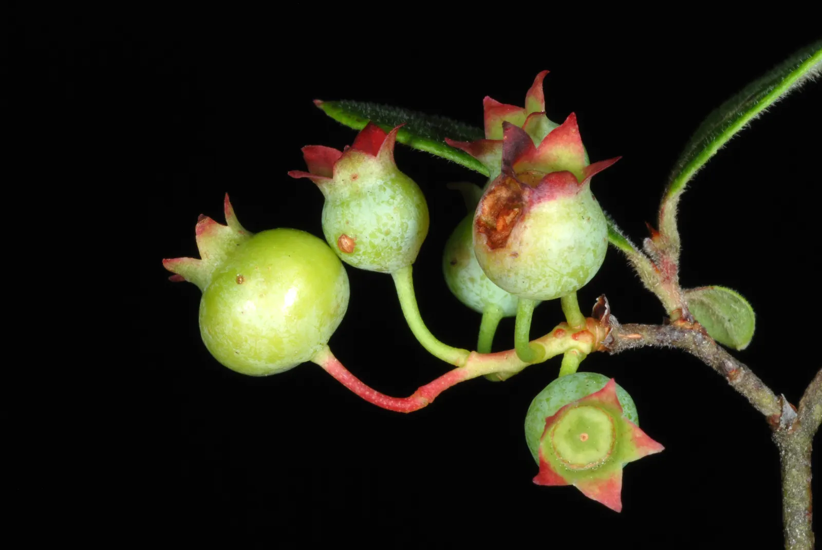 Highbush Blueberry (Vaccinium Corymbosum) — shrub for half; and can benefit from mulching to retain soil moisture and protect its shallow root, image 88