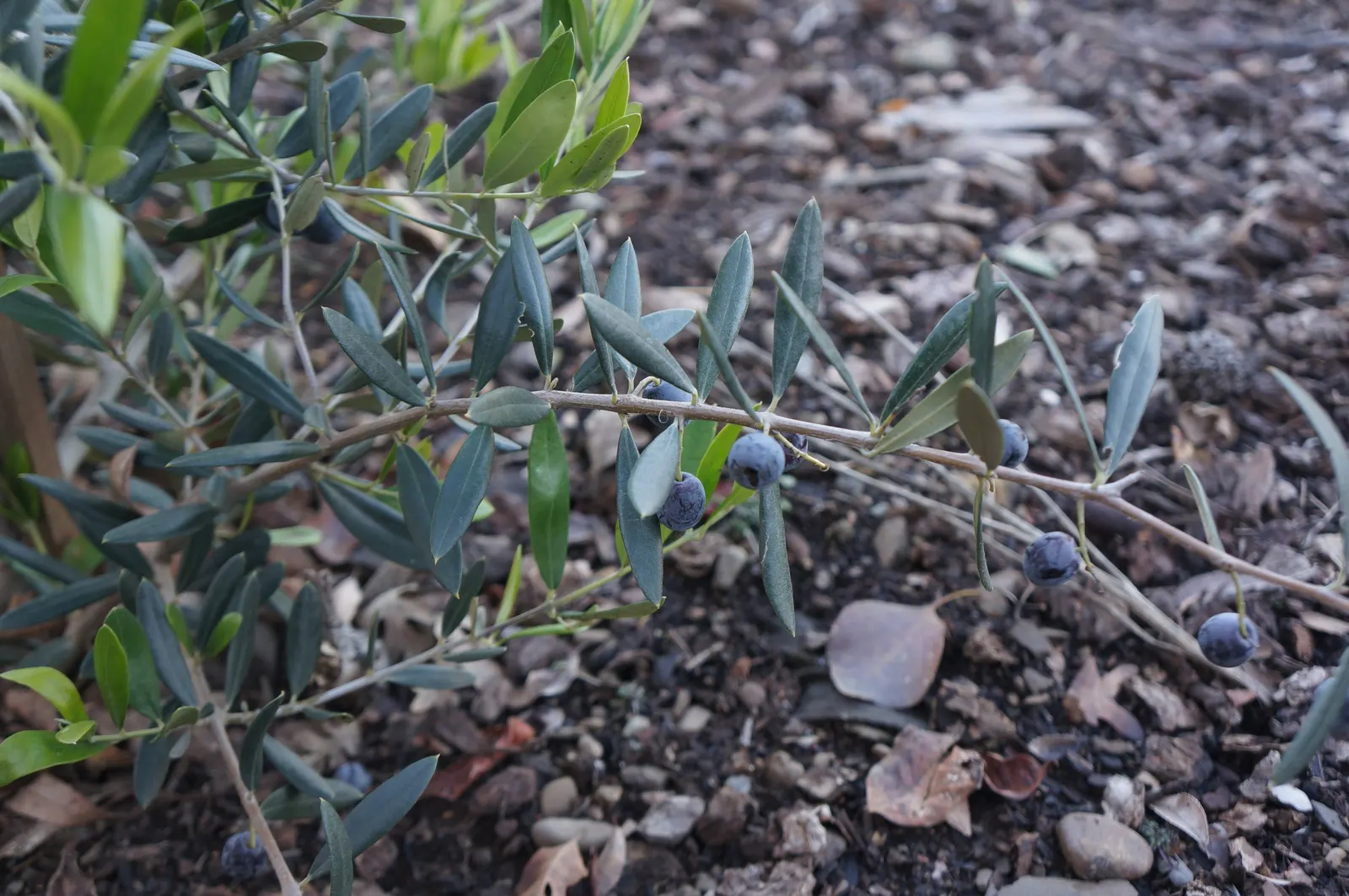 Highbush Blueberry (Vaccinium Corymbosum) — shrub with white blooms; the blossoms not only add aesthetic appeal but are also a magnet for, image 65