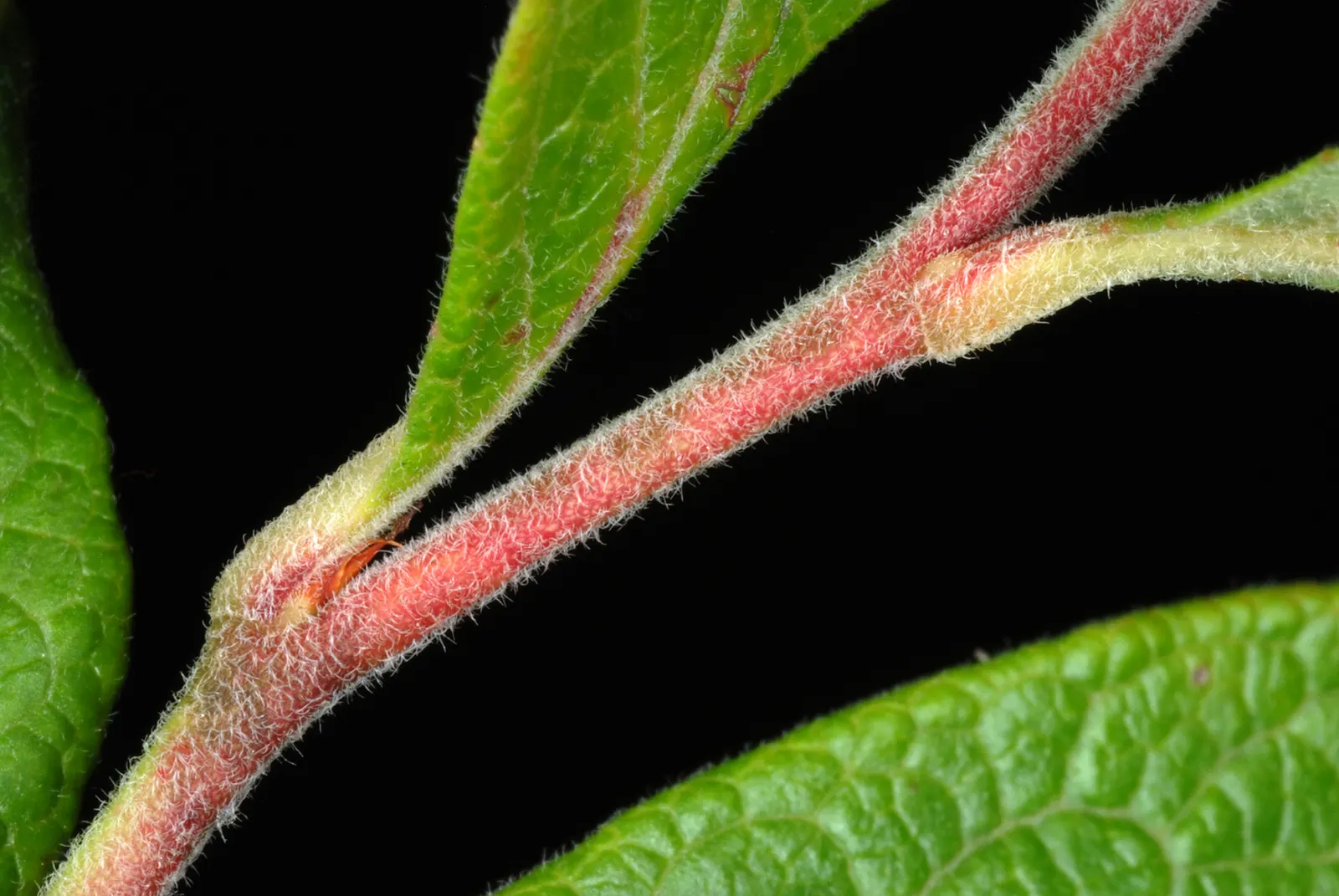Highbush Blueberry (Vaccinium Corymbosum) — The Highbush Blueberry (Vaccinium corymbosum) is an upright, deciduous shrub standing at 6-12 feet, image 45