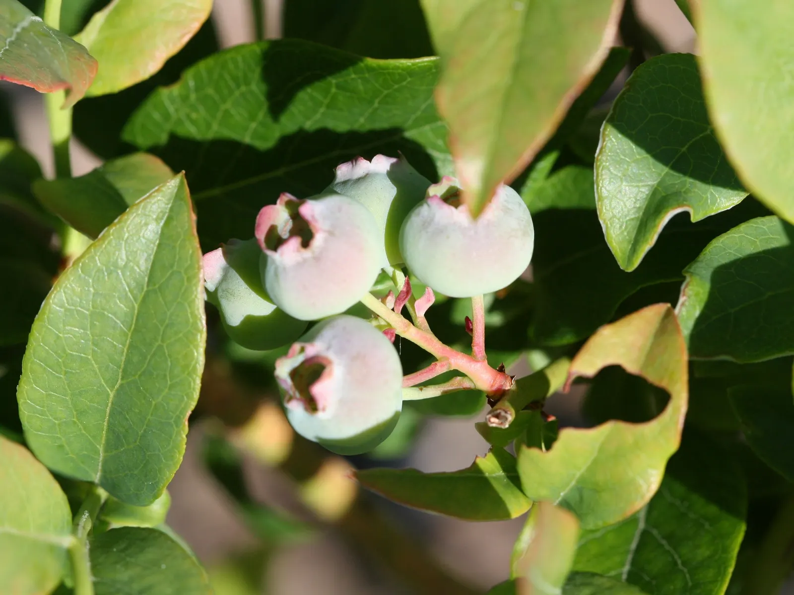 Highbush Blueberry (Vaccinium Corymbosum) — Standing at an impressive height of 6 to 12 feet with a similar spread; bell-shaped spring flowers and, image 73