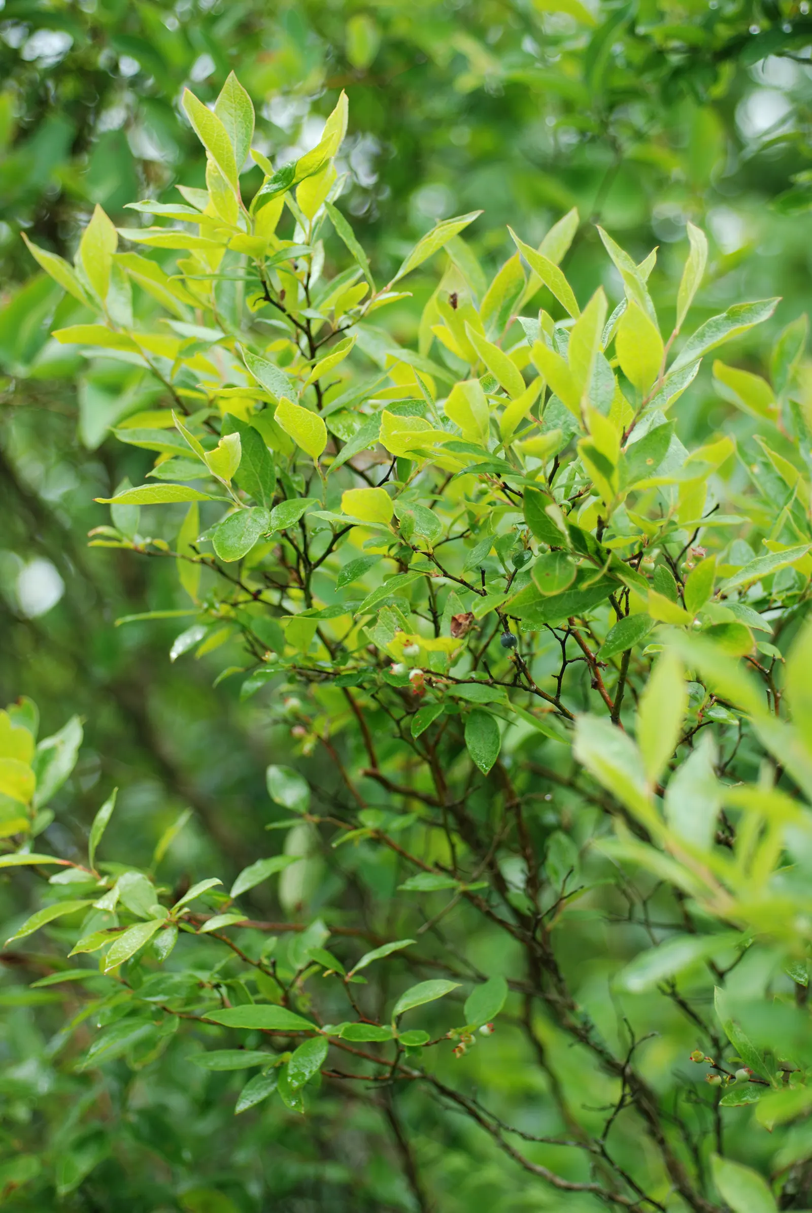 Highbush Blueberry (Vaccinium Corymbosum) — scientifically dubbed Vaccinium corymbosum; this hardy shrub is cold-tolerant, image 94
