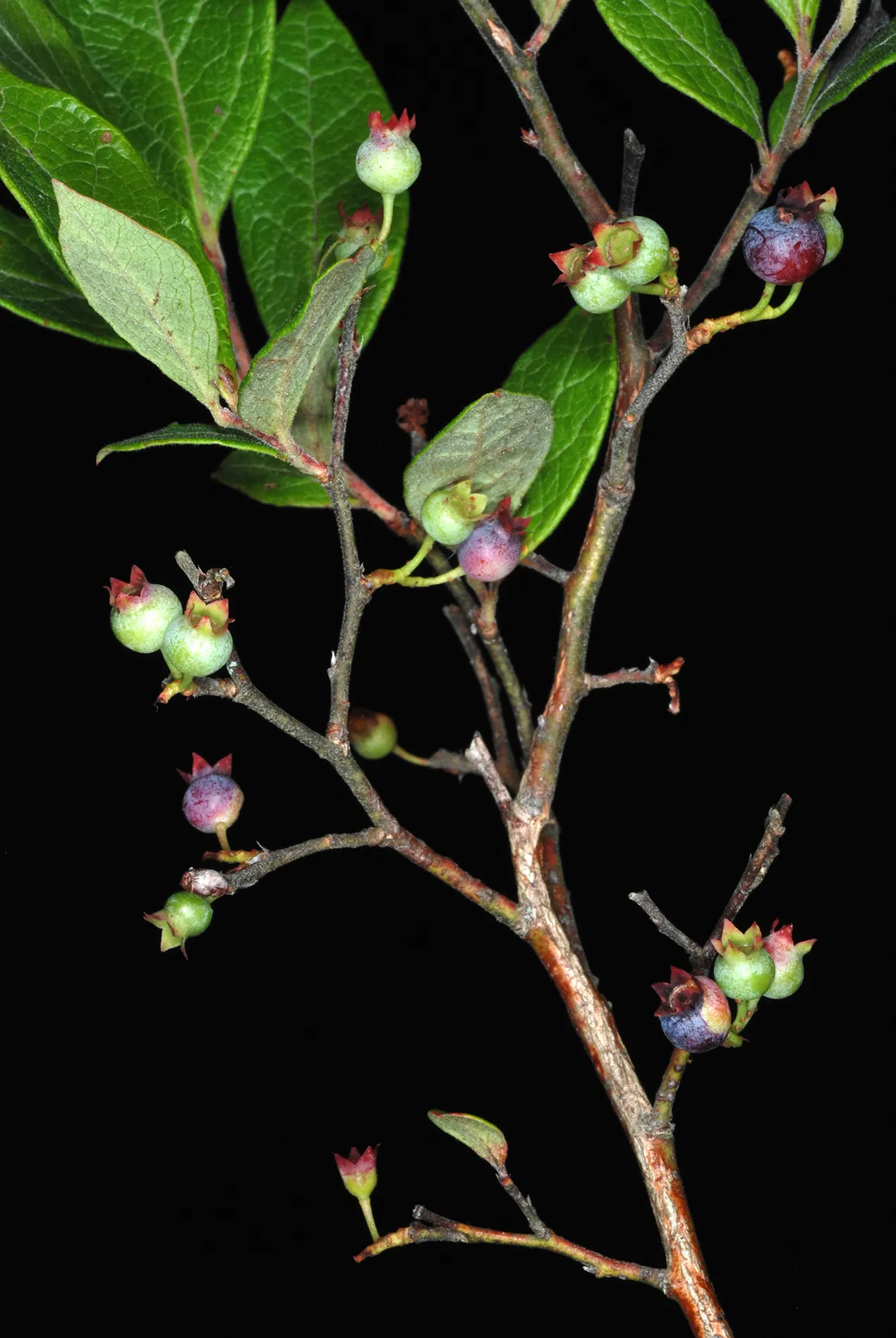 Highbush Blueberry (Vaccinium Corymbosum) — bell-shaped spring flowers and fiery fall foliage; which gracefully hang from the branches, image 46