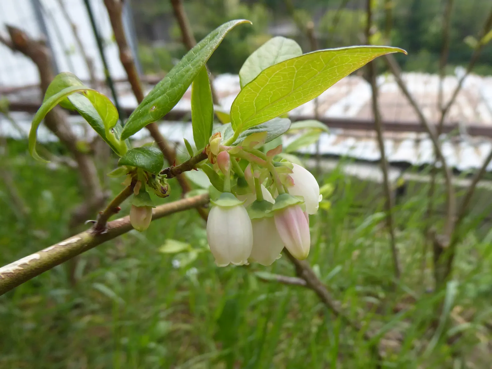 Highbush Blueberry (Vaccinium Corymbosum) — this deciduous shrub exhibits a graceful; upright habit that provides structure and interest throughout, image 52