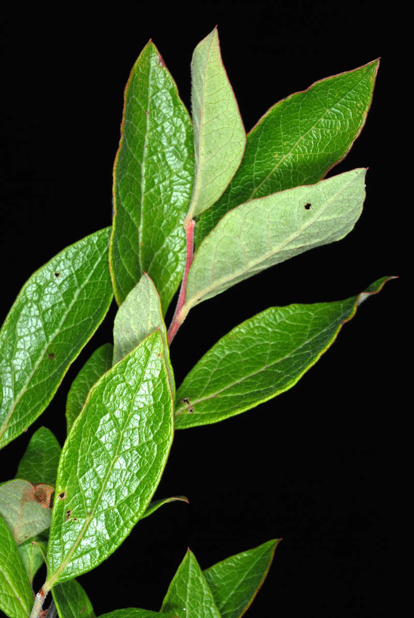 Highbush Blueberry (Vaccinium Corymbosum) — upright habit that provides structure and interest throughout the seasons.<br><br>During spring; for, image 53