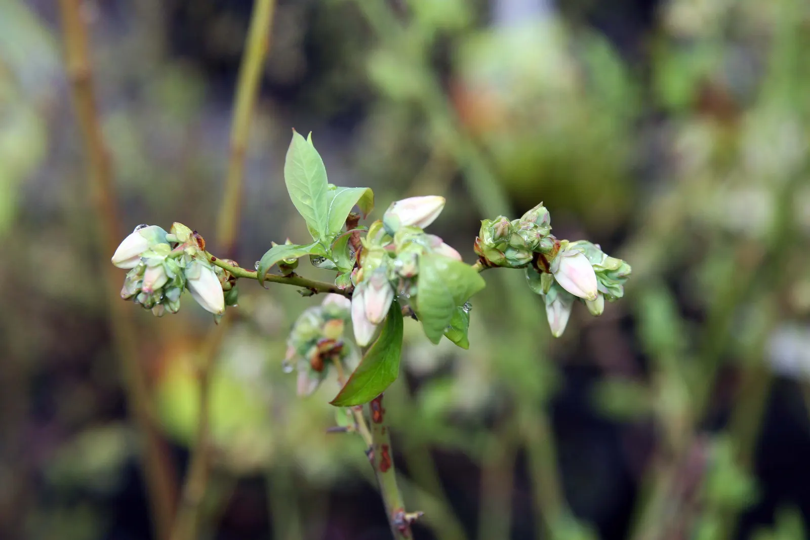 Highbush Blueberry (Vaccinium Corymbosum) — The blossoms not only add aesthetic appeal but are also a magnet for pollinators such as bees and, image 100