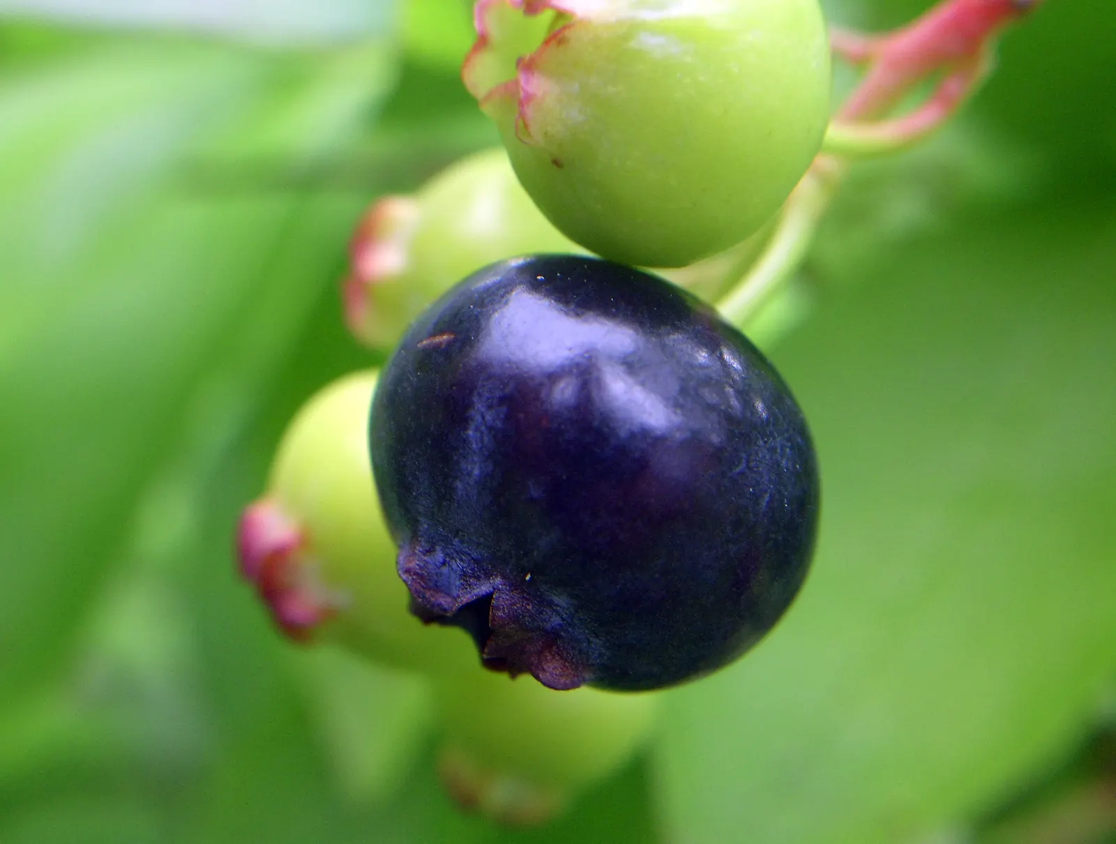 Highbush Blueberry (Vaccinium Corymbosum) — and can benefit from mulching to retain soil moisture and protect its shallow root system.<br><br><br>; white