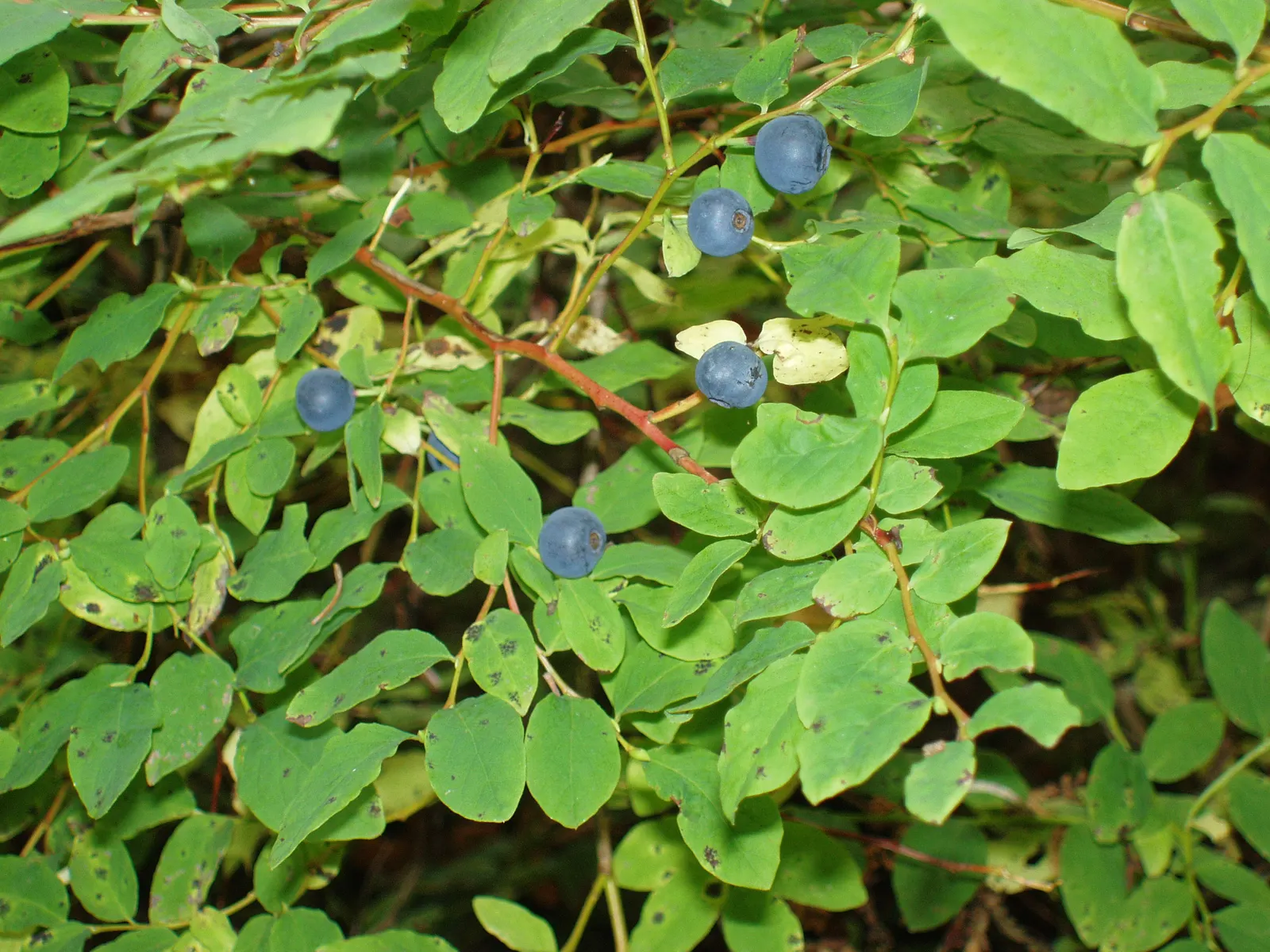 Highbush Blueberry (Vaccinium Corymbosum) — shrub for half; and can benefit from mulching to retain soil moisture and protect its shallow root, image 66