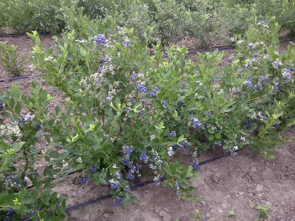 Highbush Blueberry (Vaccinium Corymbosum) — Summer brings forth a bounty of sweet, juicy berries, each approximately 0.2 to 0.6 inches in diameter, image 57