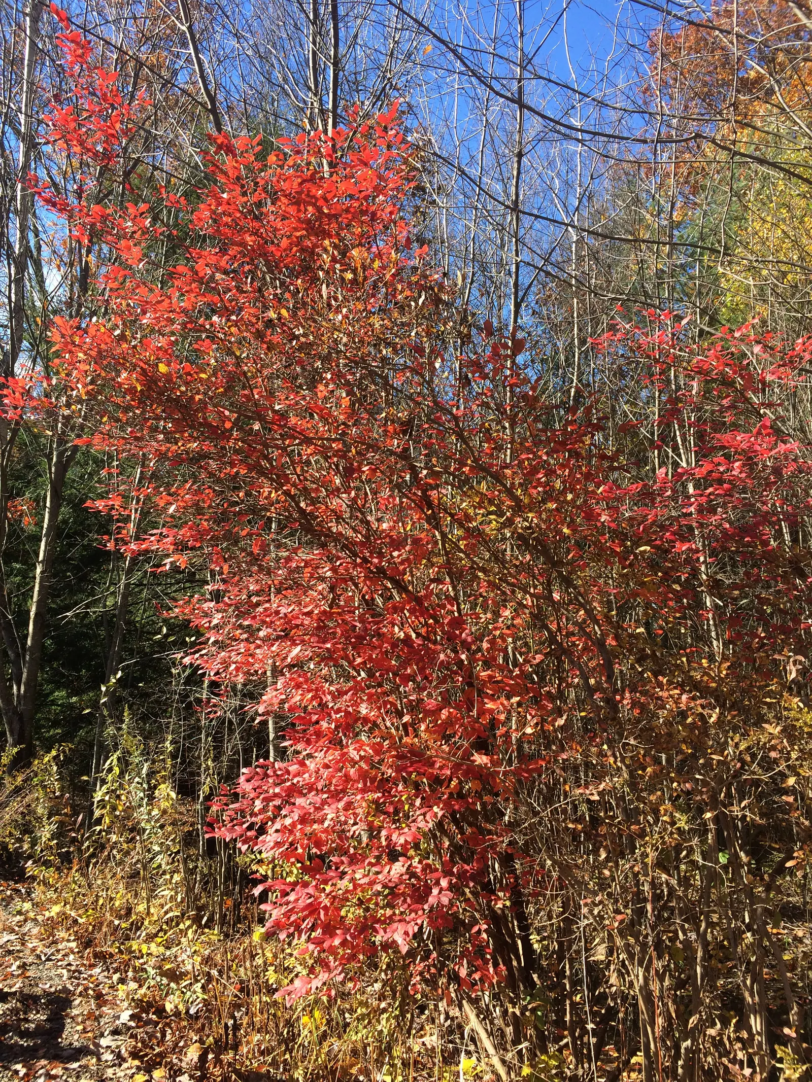 Highbush Blueberry (Vaccinium Corymbosum) — For successful cultivation; shrub with white blooms