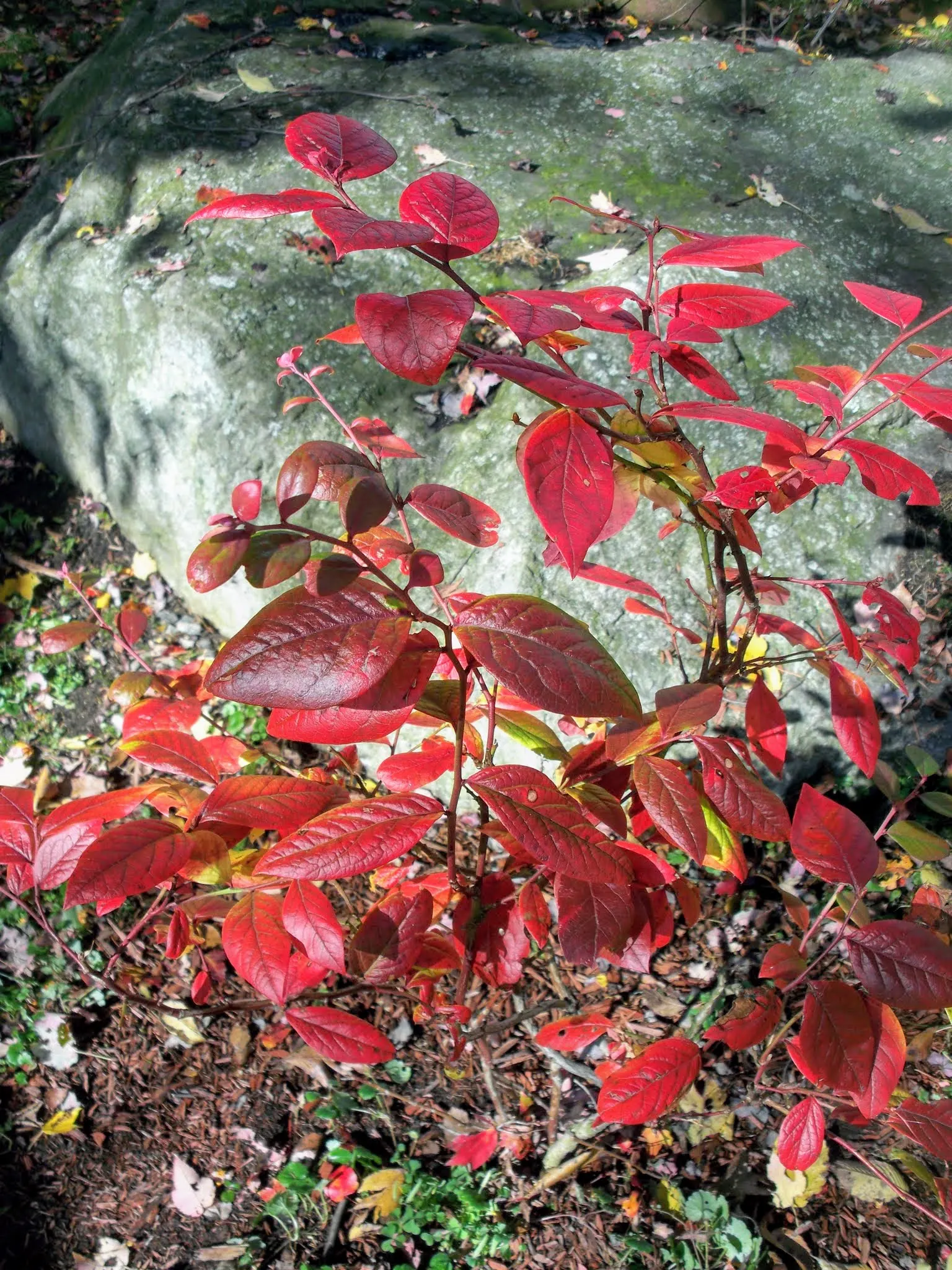 Highbush Blueberry (Vaccinium Corymbosum) — offering an extended season of color; the plump fruits are not only a treat for the palate but also, image 59
