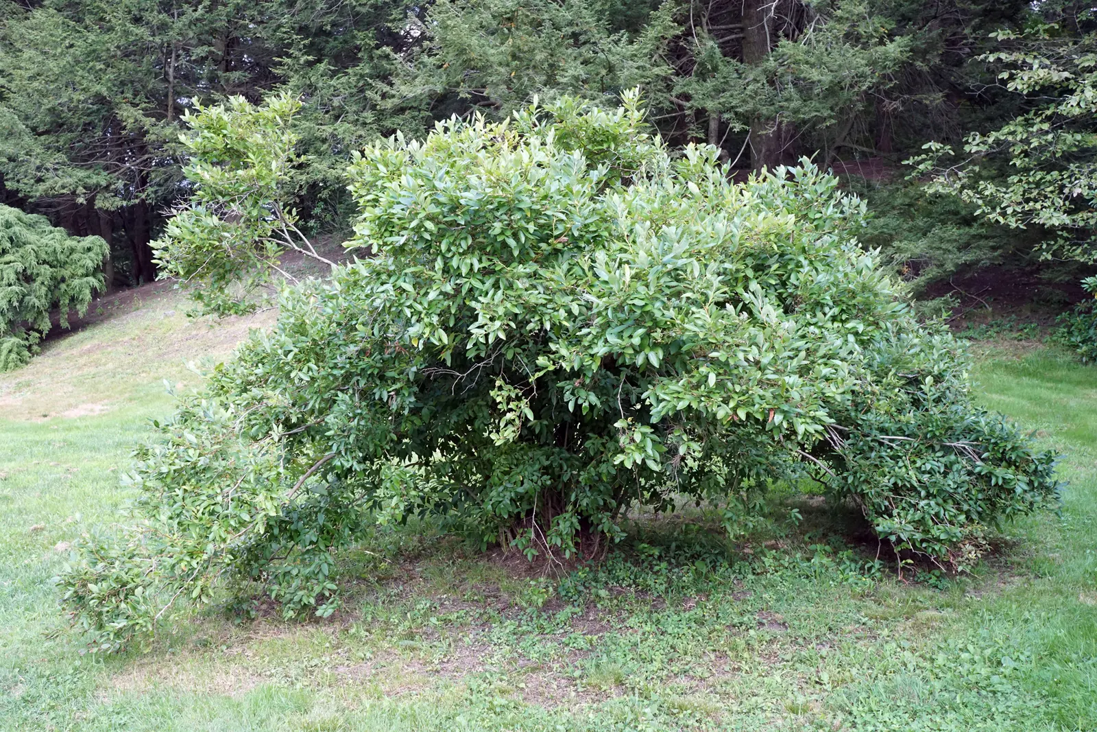 Highbush Blueberry (Vaccinium Corymbosum) — Ideal for zones 3-8, it thrives in full sun to part shade with well-draining, acidic soil; it produces, image 92