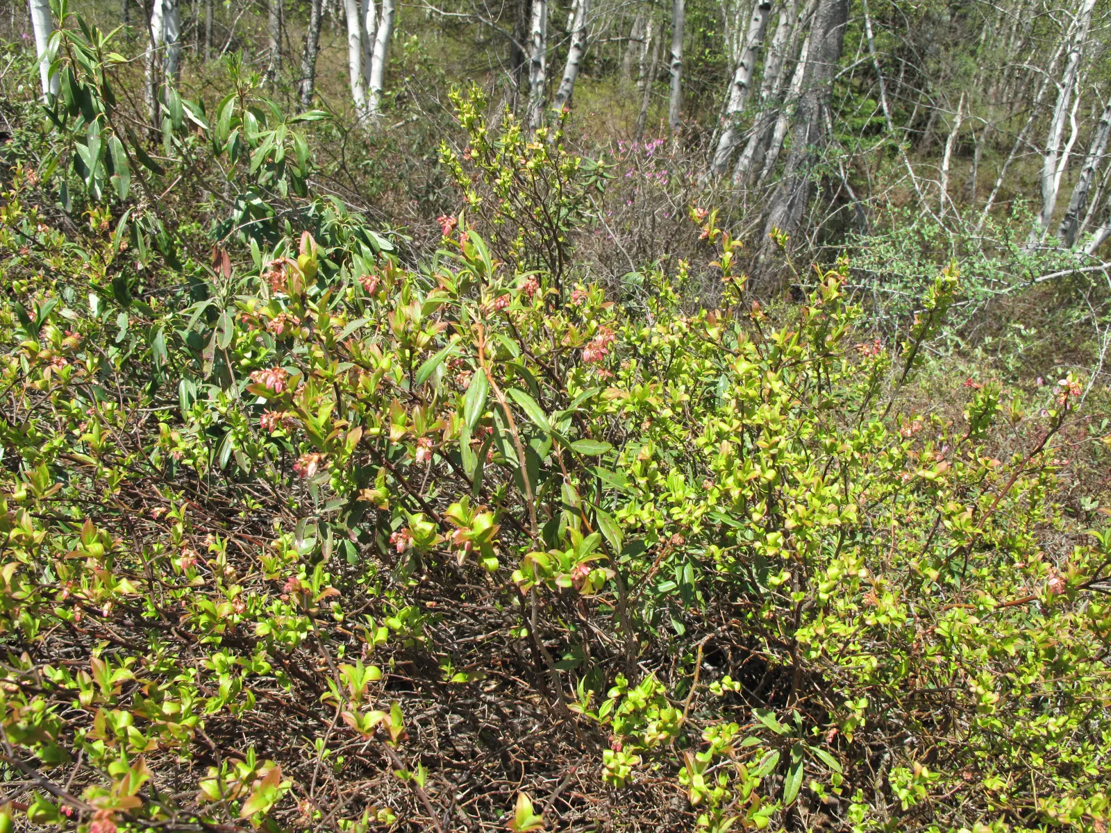 Highbush Blueberry (Vaccinium Corymbosum) — Standing at an impressive height of 6 to 12 feet with a similar spread; bell-shaped spring flowers and, image 51