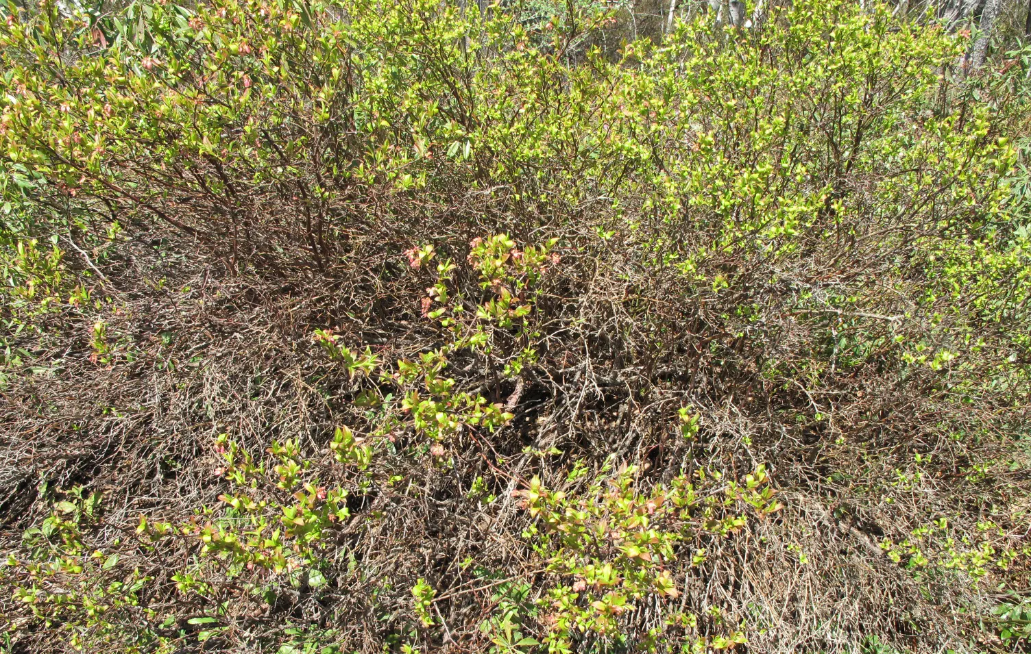 Highbush Blueberry (Vaccinium Corymbosum) — The blossoms not only add aesthetic appeal but are also a magnet for pollinators such as bees and, image 56