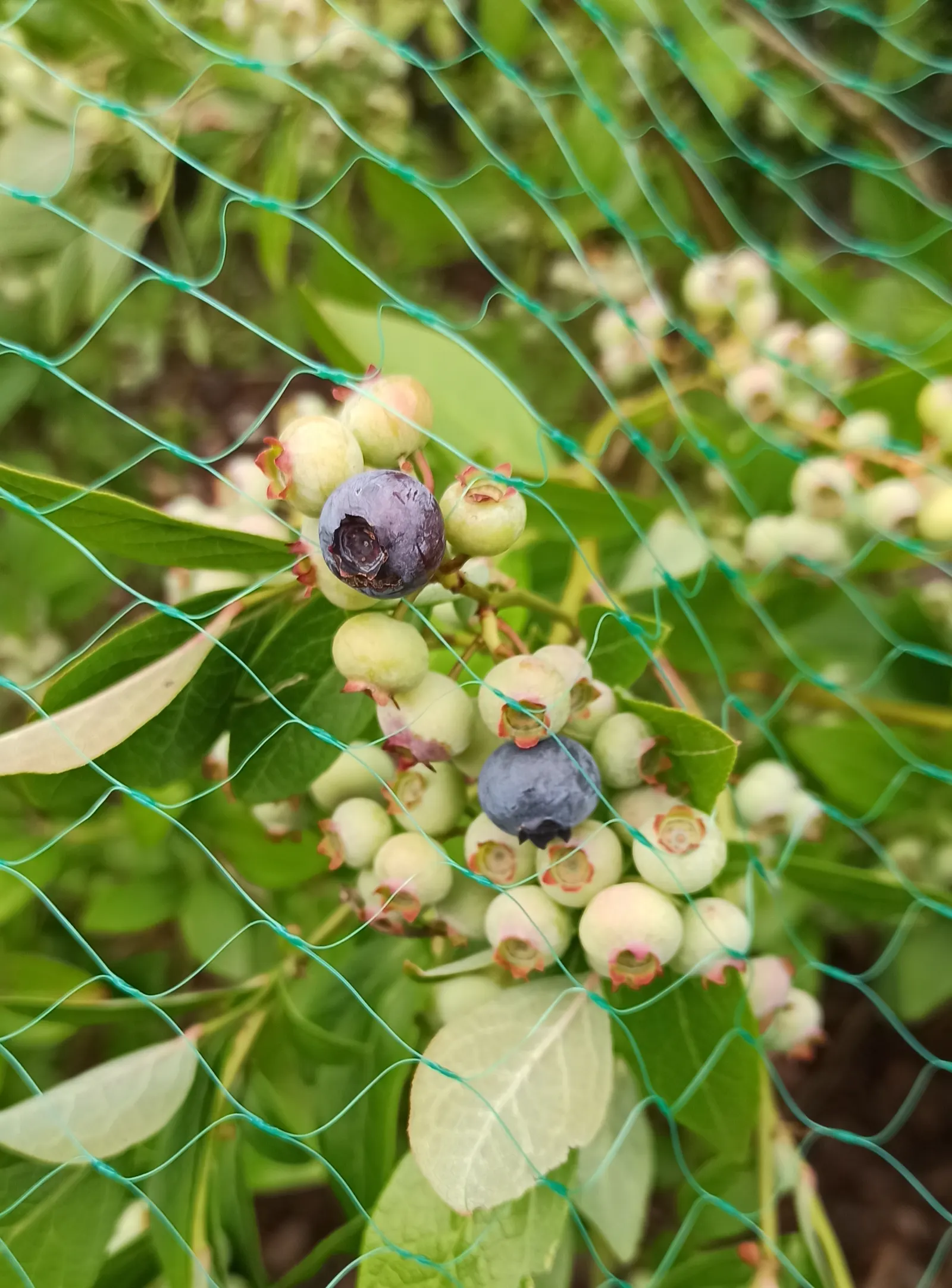 Highbush Blueberry (Vaccinium Corymbosum) — A wildlife attractant, it's perfect for edible landscapes and requires cross-pollination for optimal, image 71