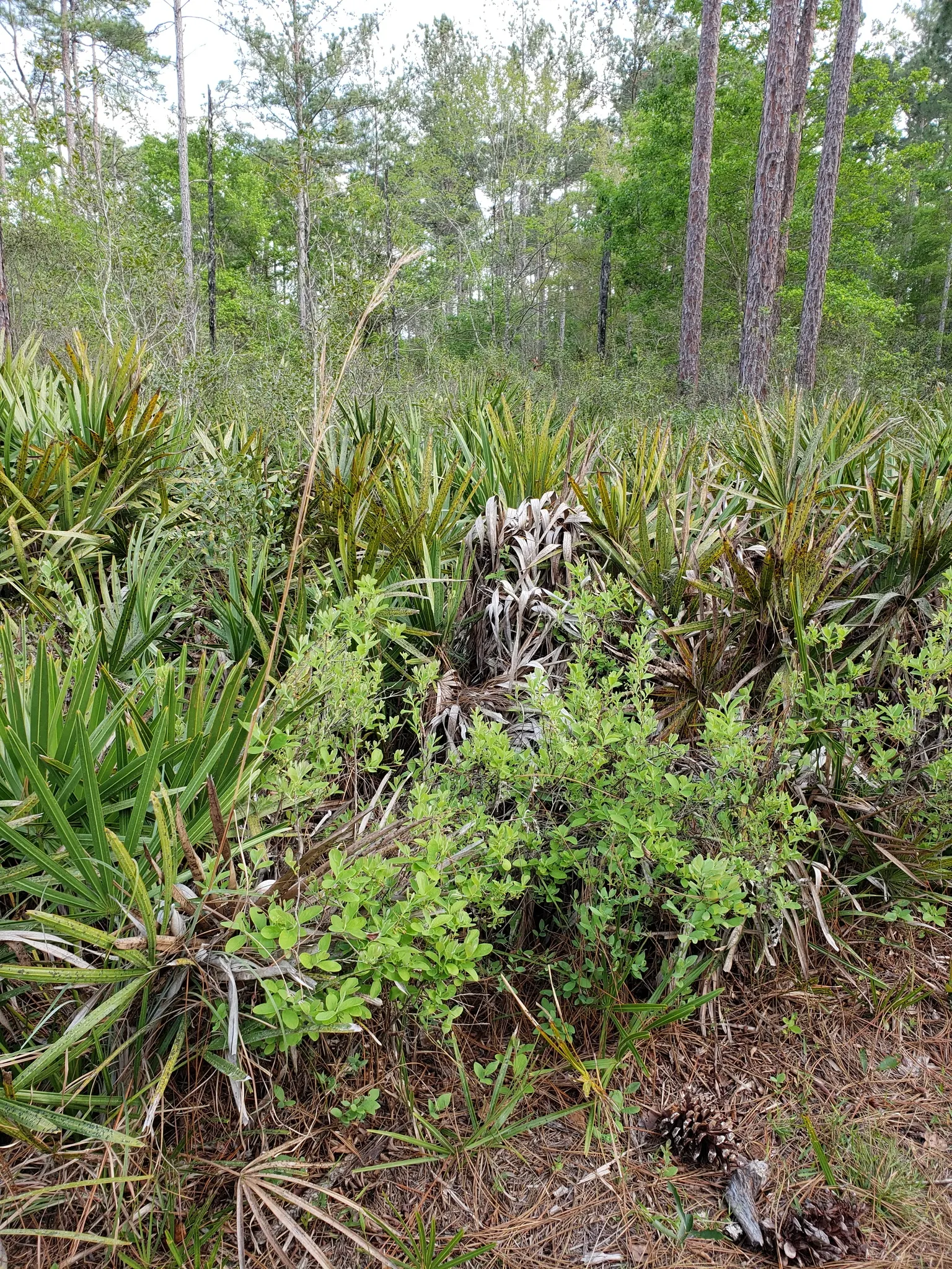 Highbush Blueberry (Vaccinium Corymbosum) — and can benefit from mulching to retain soil moisture and protect its shallow root system.<br><br><br>, image 63