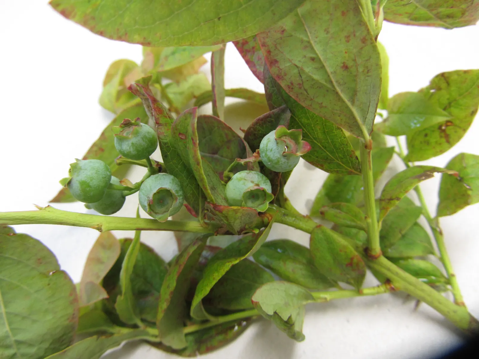 Highbush Blueberry (Vaccinium Corymbosum) — Ideal for zones 3-8, it thrives in full sun to part shade with well-draining, acidic soil; it produces an abundant