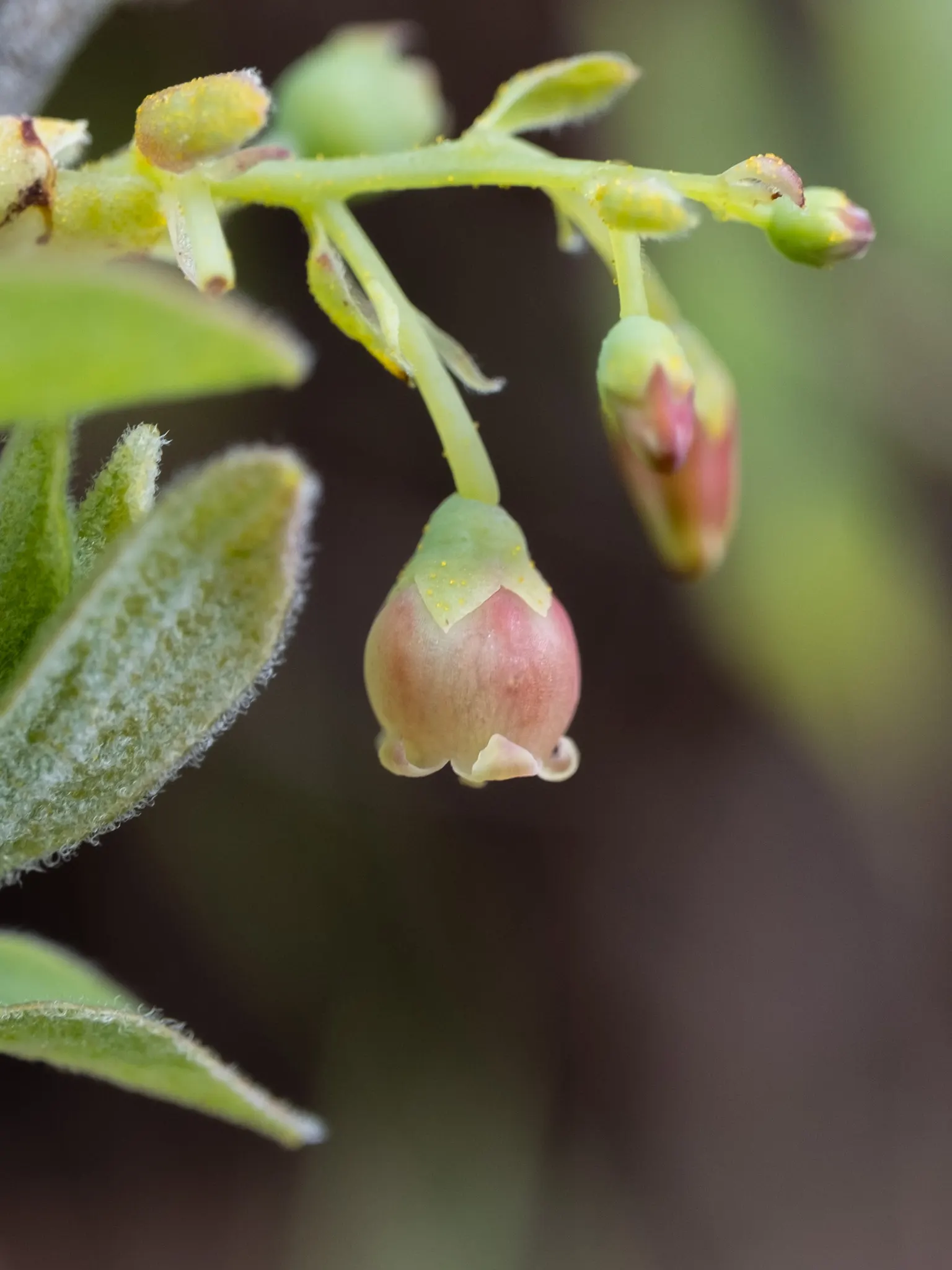Highbush Blueberry (Vaccinium Corymbosum) — bell-shaped spring flowers and fiery fall foliage; which gracefully hang from the branches, image 90
