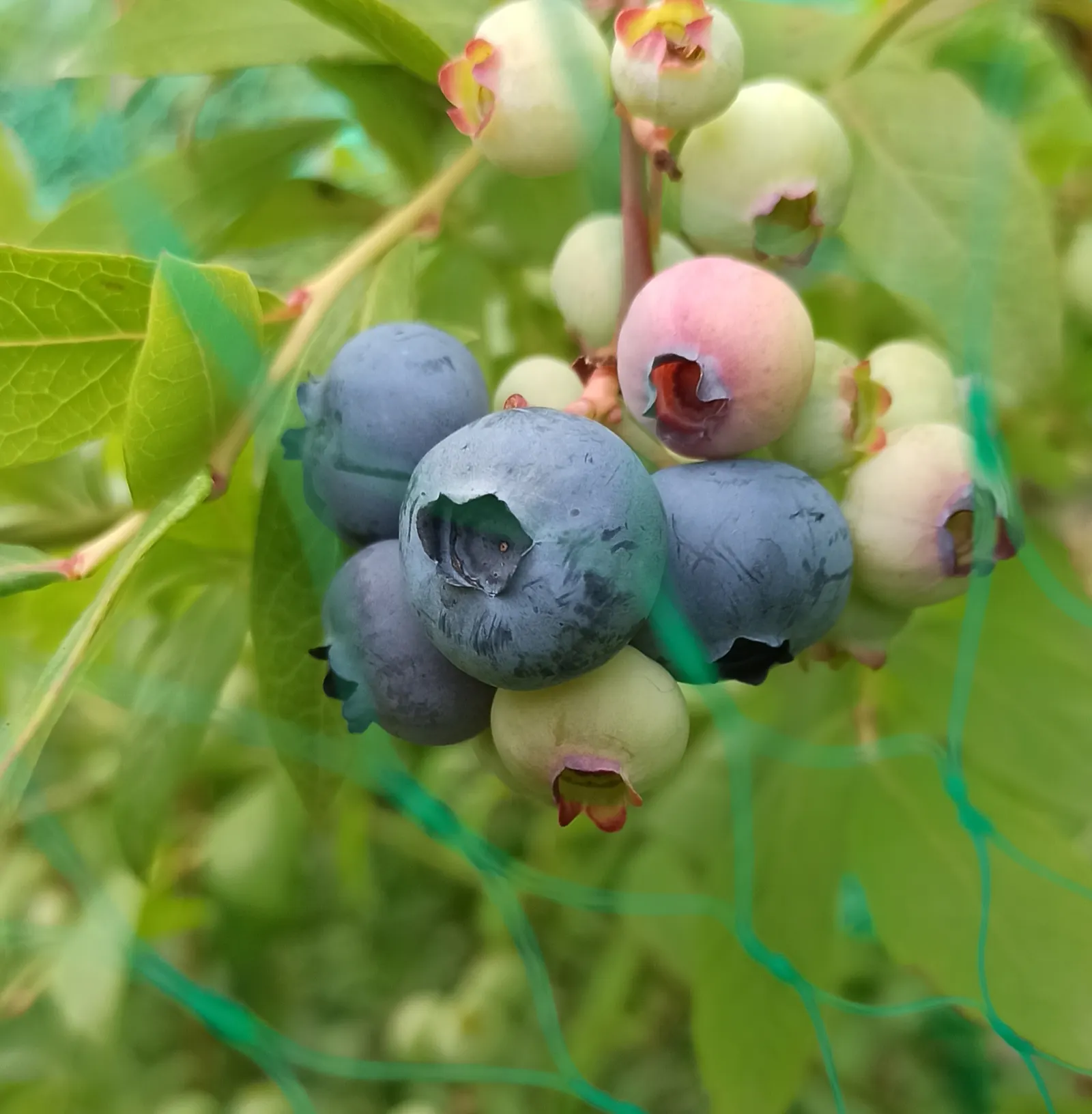 Highbush Blueberry (Vaccinium Corymbosum) — Highbush Blueberry is adorned with delicate white or pink-tinged bell-shaped flowers; the Highbush, image 98