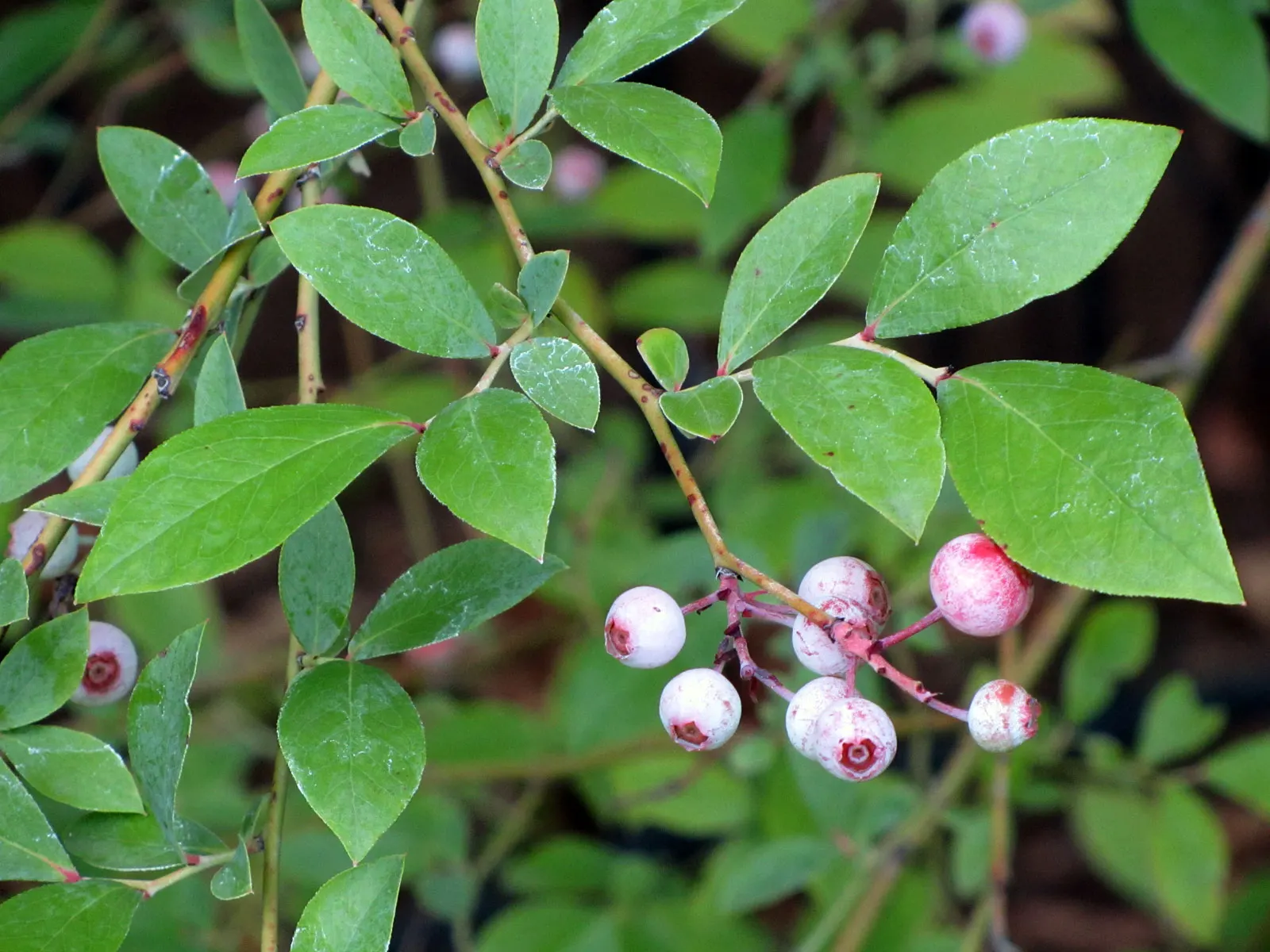 Highbush Blueberry (Vaccinium Corymbosum) — offering an extended season of color