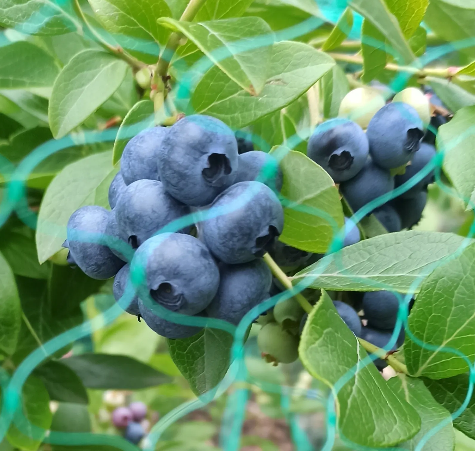 Highbush Blueberry (Vaccinium Corymbosum) — Summer brings forth a bounty of sweet, juicy berries, each approximately 0.2 to 0.6 inches in diameter, image 79