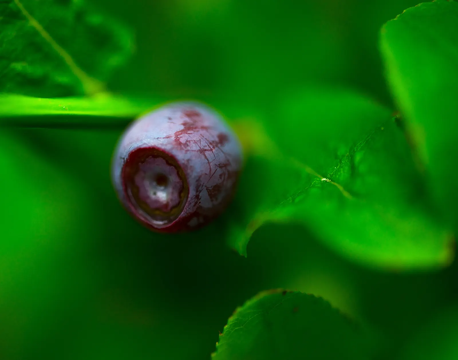 Highbush Blueberry (Vaccinium Corymbosum) — Ideal for zones 3-8, it thrives in full sun to part shade with well-draining, acidic soil; it produces, image 70