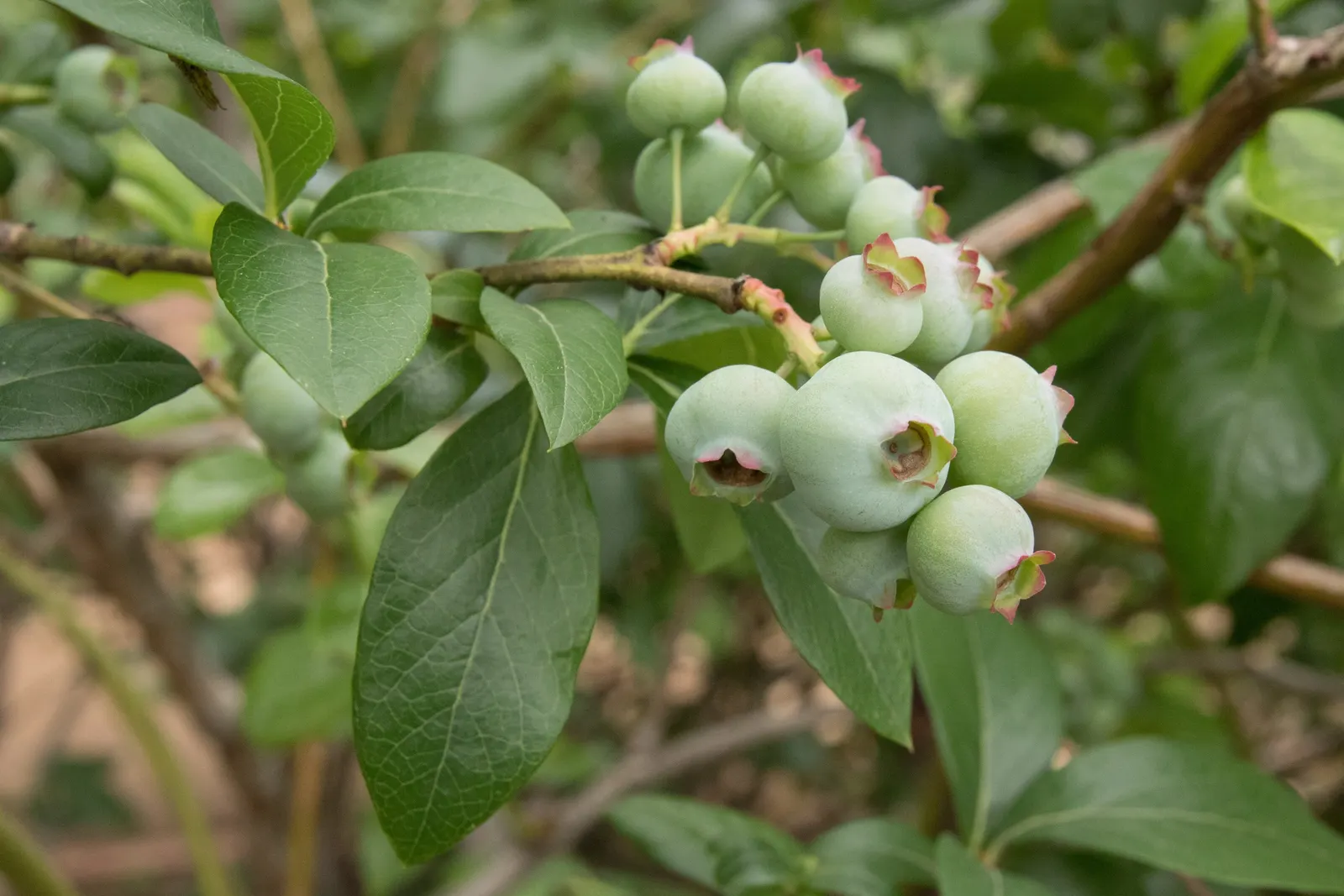 Highbush Blueberry (Vaccinium Corymbosum) — Summer brings forth a bounty of sweet, juicy berries, each approximately 0.2 to 0.6 inches in diameter