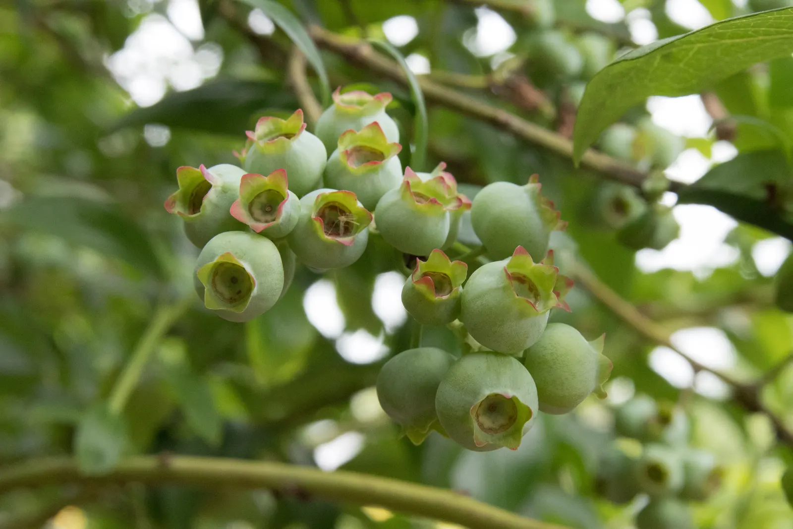 Highbush Blueberry (Vaccinium Corymbosum) — white flowers in the garden