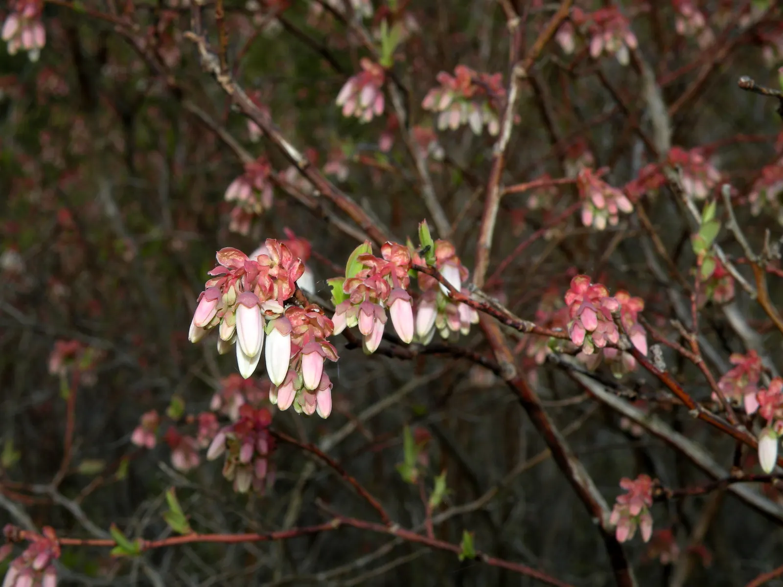Highbush Blueberry (Vaccinium Corymbosum) — For successful cultivation