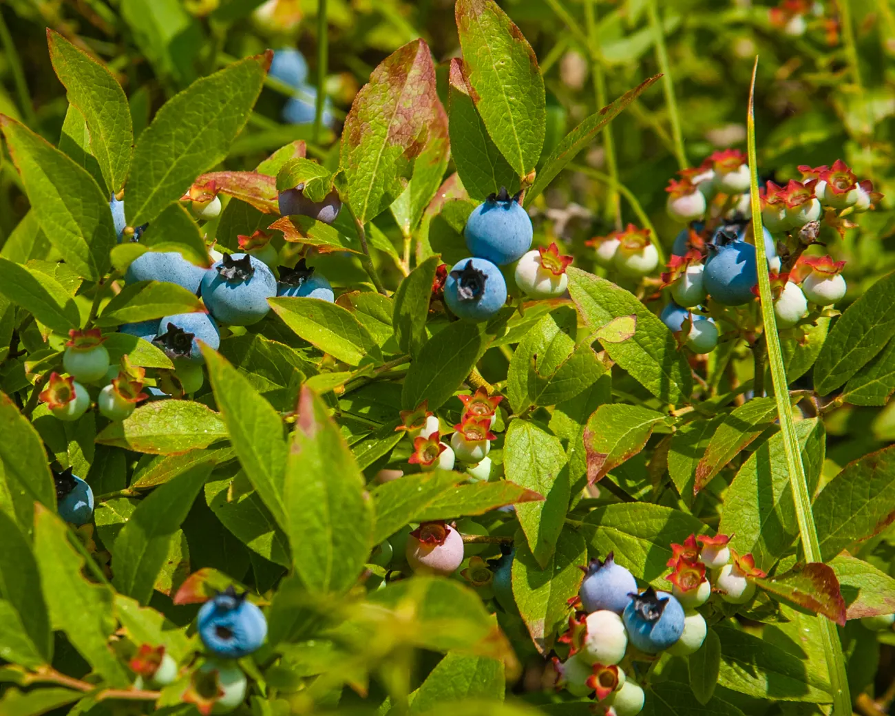 Highbush Blueberry (Vaccinium Corymbosum) — this deciduous shrub exhibits a graceful; upright habit that provides structure and interest throughout, image 96