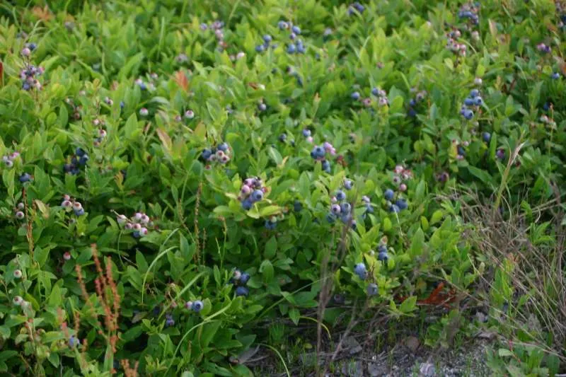 Highbush Blueberry (Vaccinium Corymbosum) — The blossoms not only add aesthetic appeal but are also a magnet for pollinators such as bees and butterflies