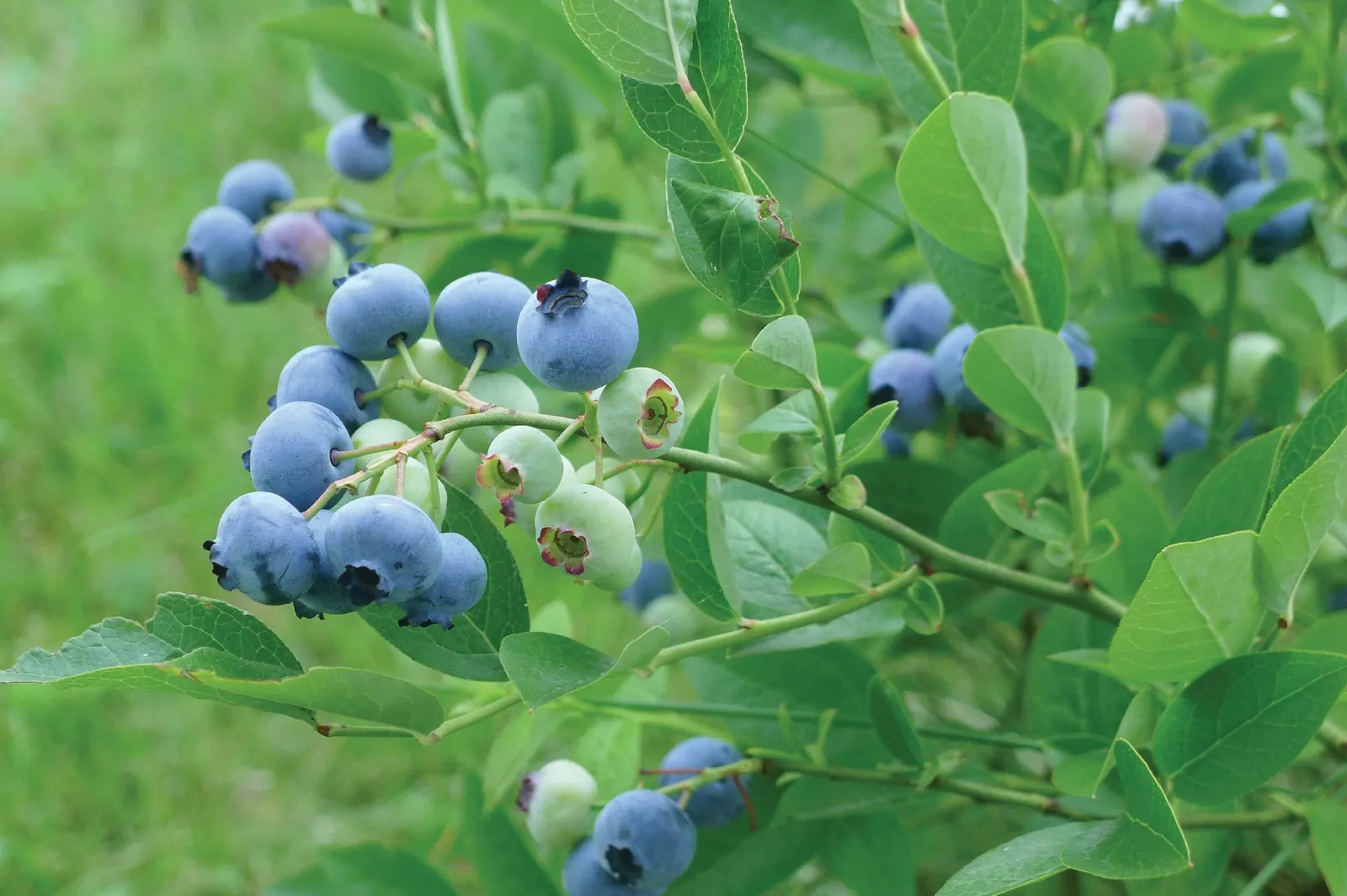 Highbush Blueberry (Vaccinium Corymbosum) — This hardy shrub is cold-tolerant
