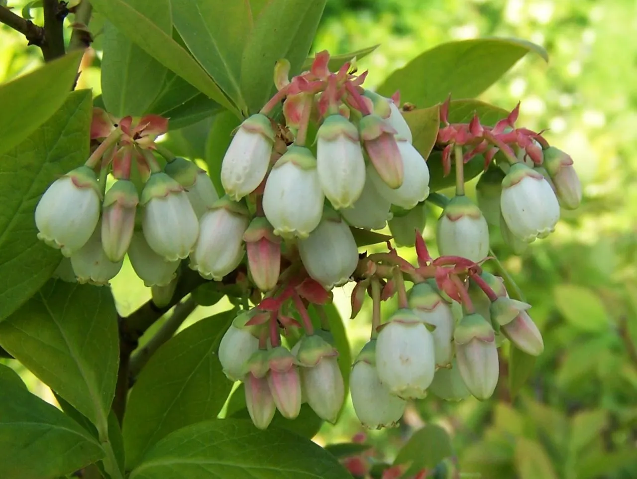 Highbush Blueberry (Vaccinium Corymbosum) — which gracefully hang from the branches
